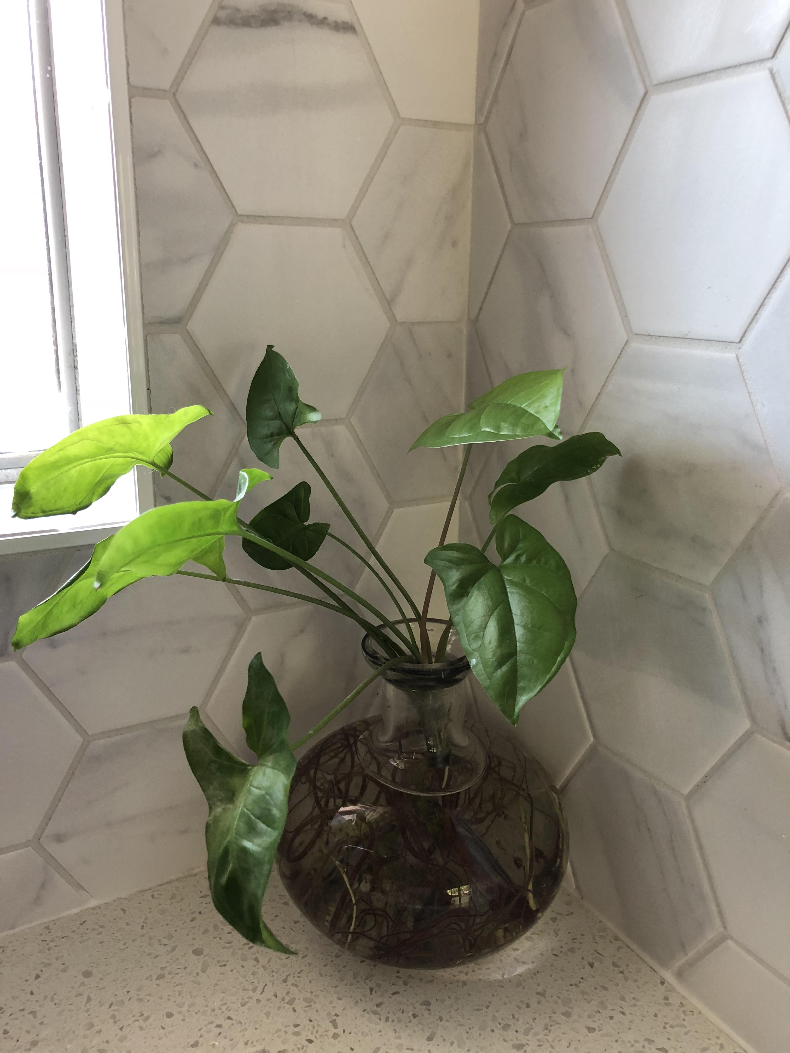 Who else loves to grow their plants in water? r/houseplants