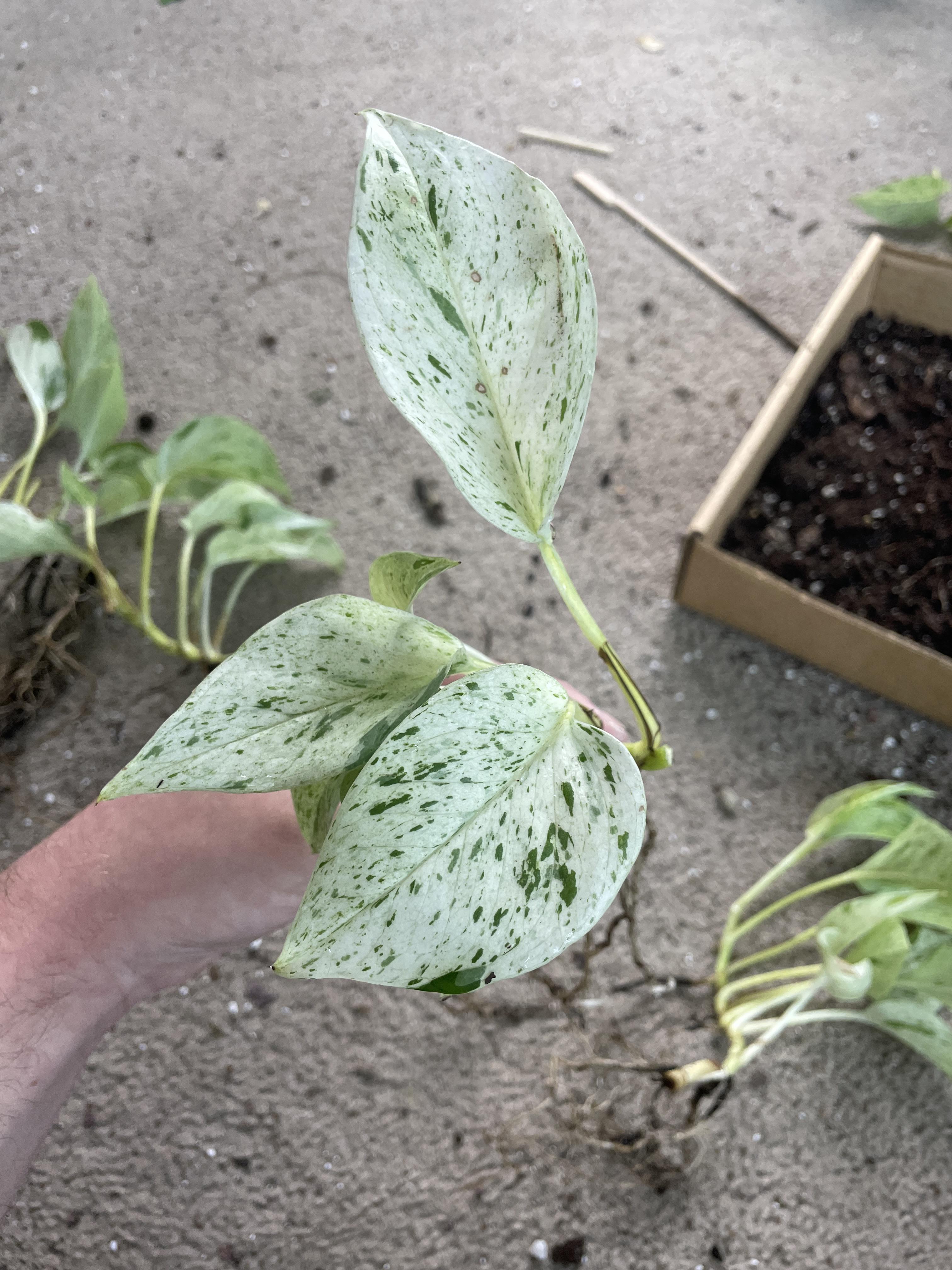 Can Marble Queen Pothos Revert