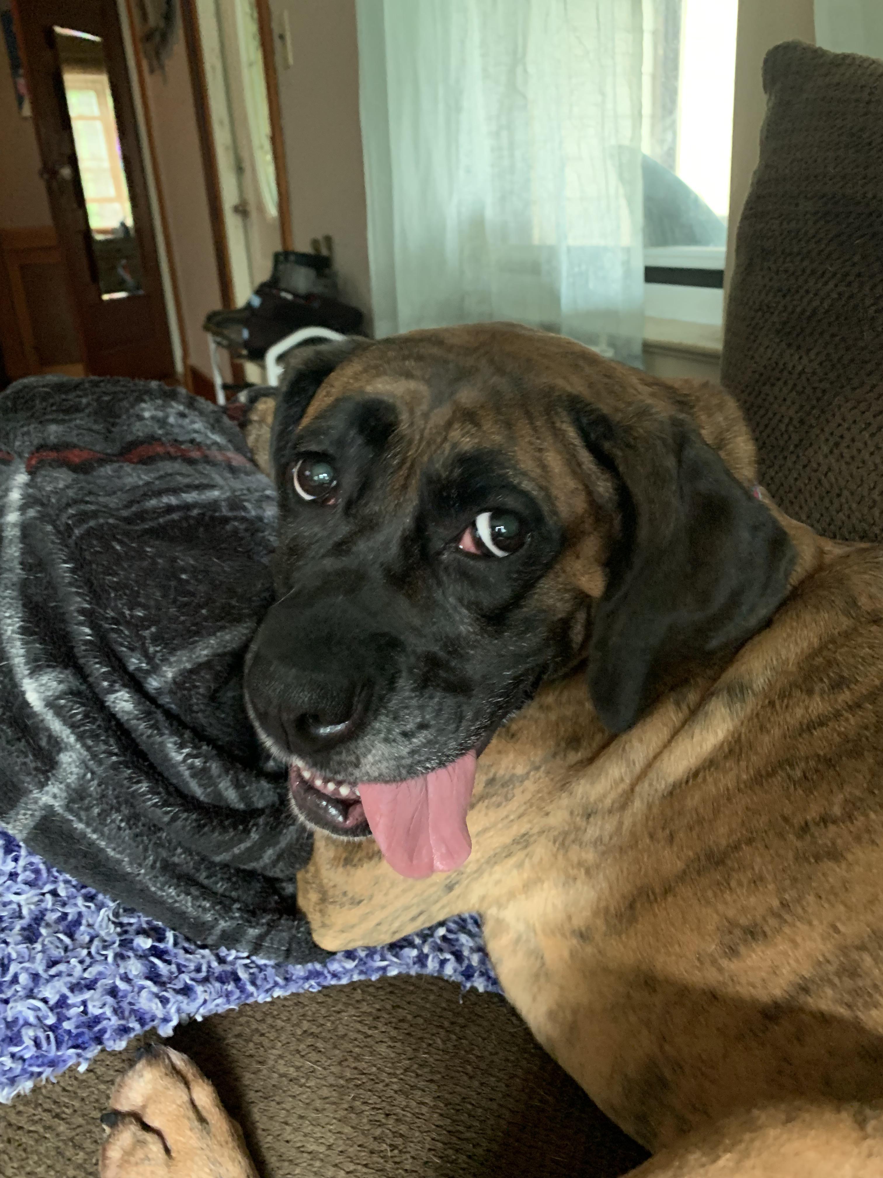 My favorite Dipsy Doodle r/DOG