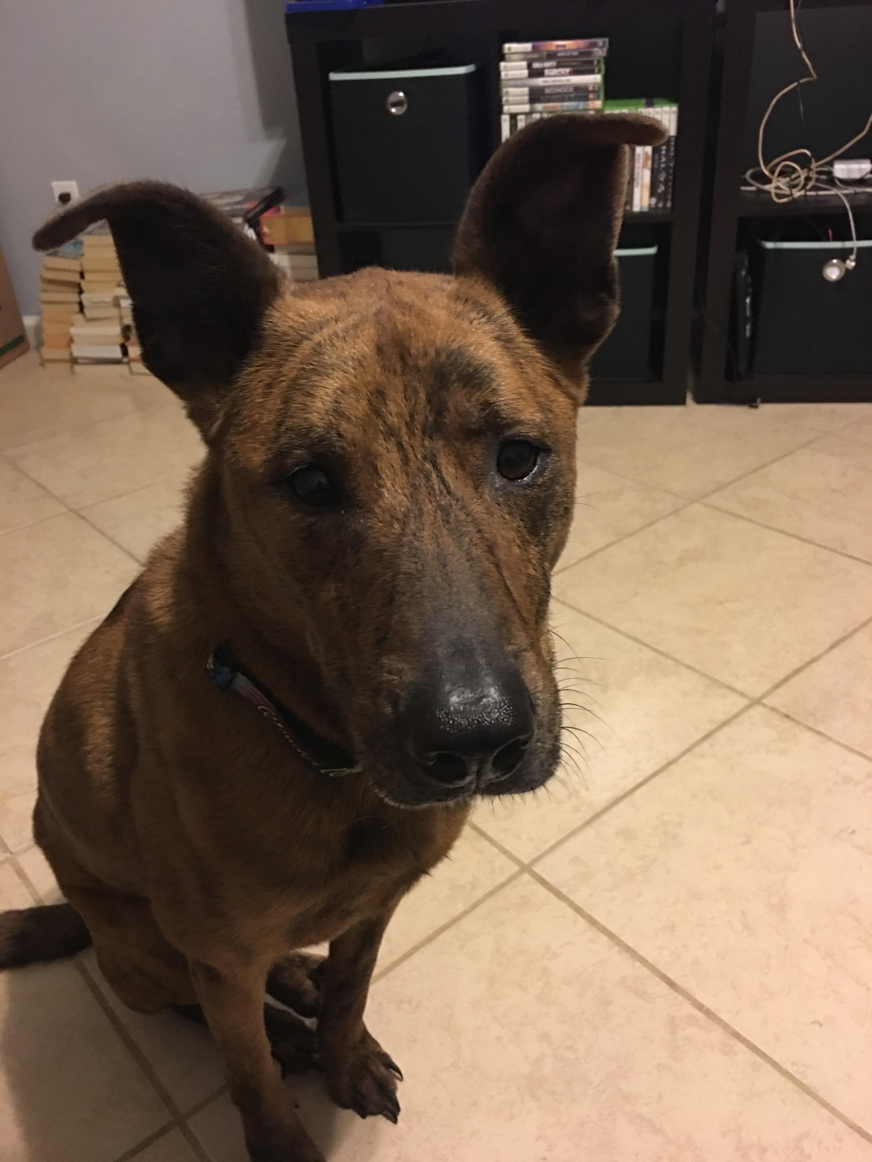 Help with her breed? No one knows. She looks like a hyena r/rescuedogs