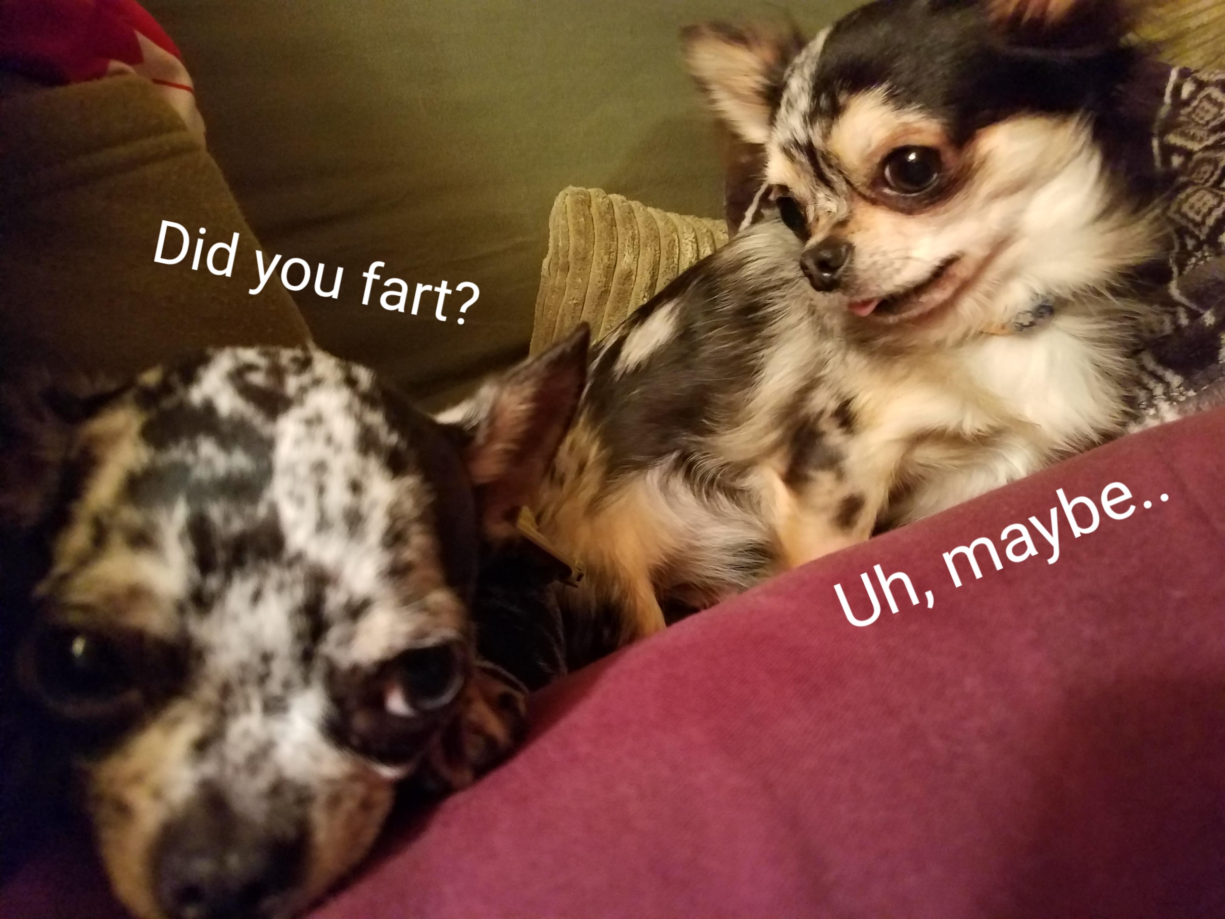 The joy of sharing a bed. chihuahua