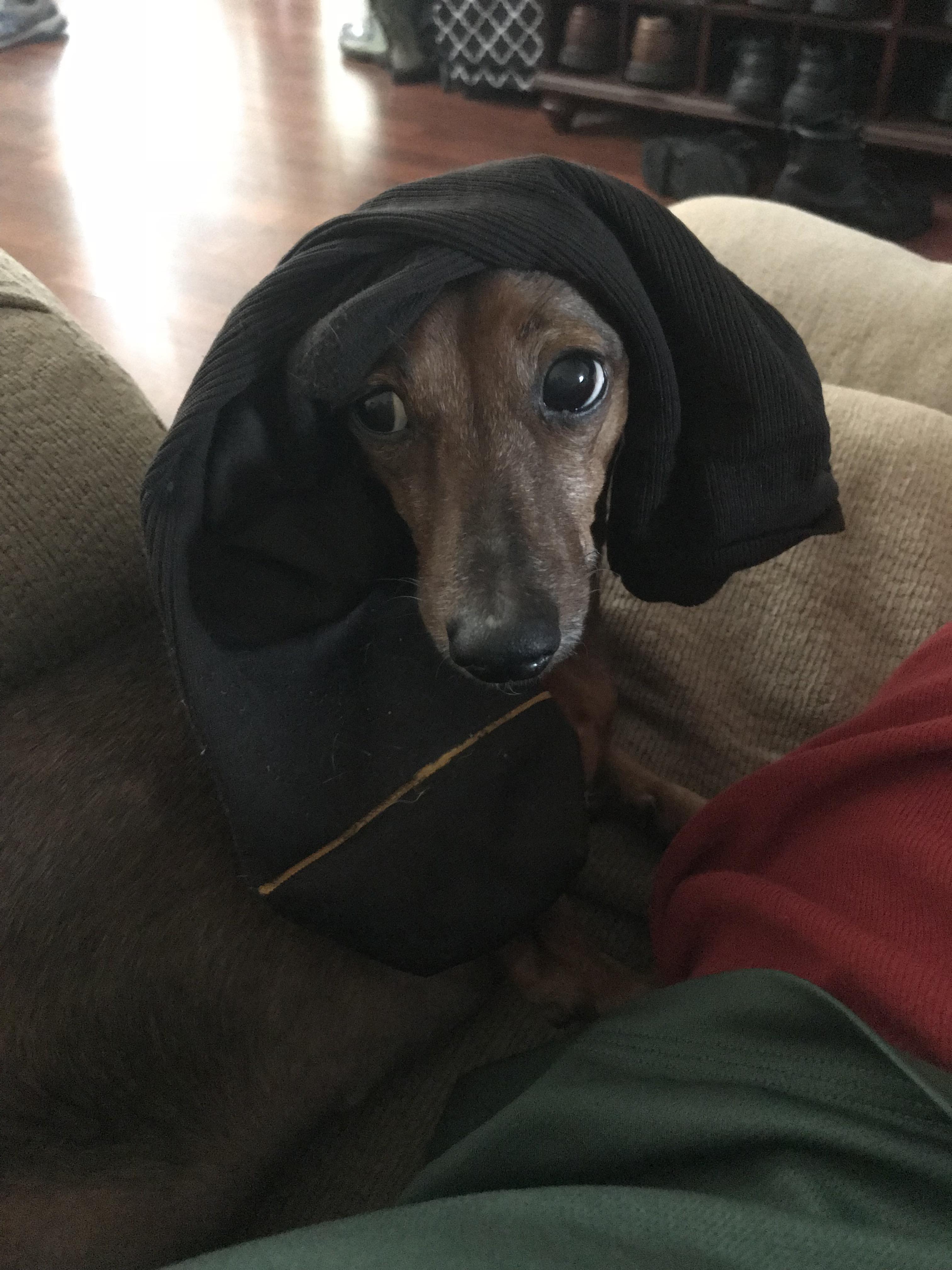 The whole “sock on head” therapy while pup is ill. Mixed results. r