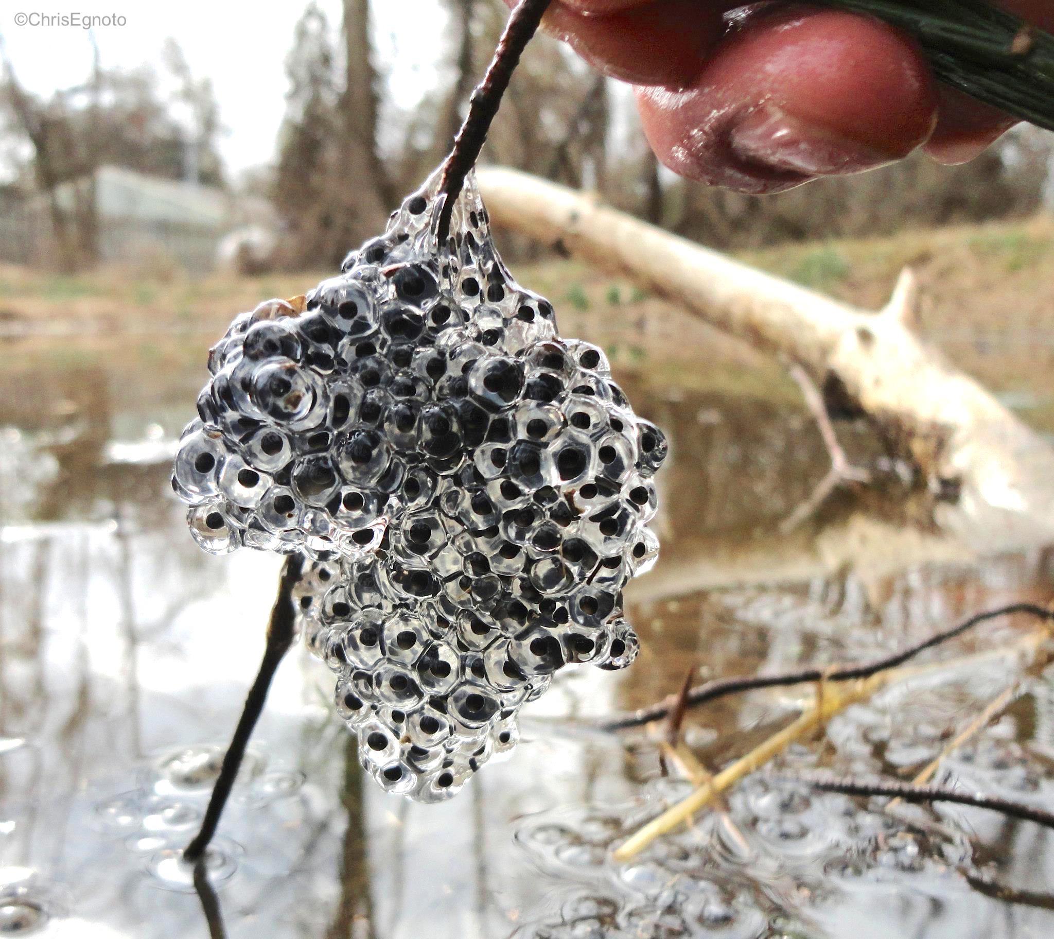 Wood Frog eggs! r/herpetology