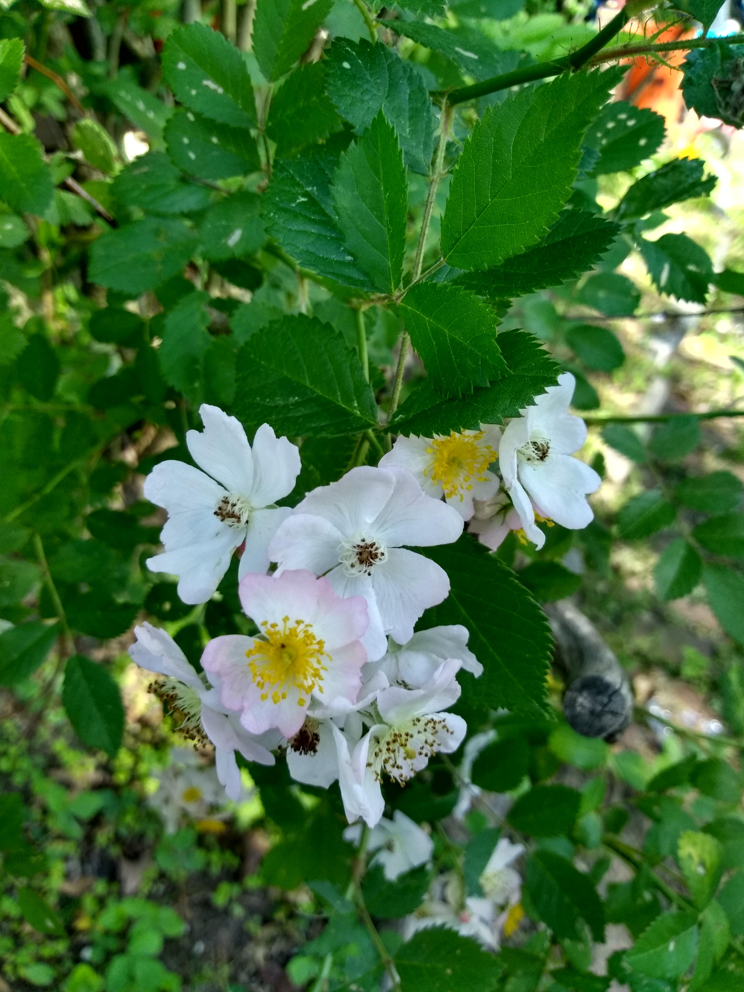 Anyone know what this plant is? Smells like roses. r/gardening