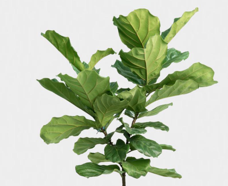 What is the best watering technique for Ficus Lyrata (Aka fiddle leaf