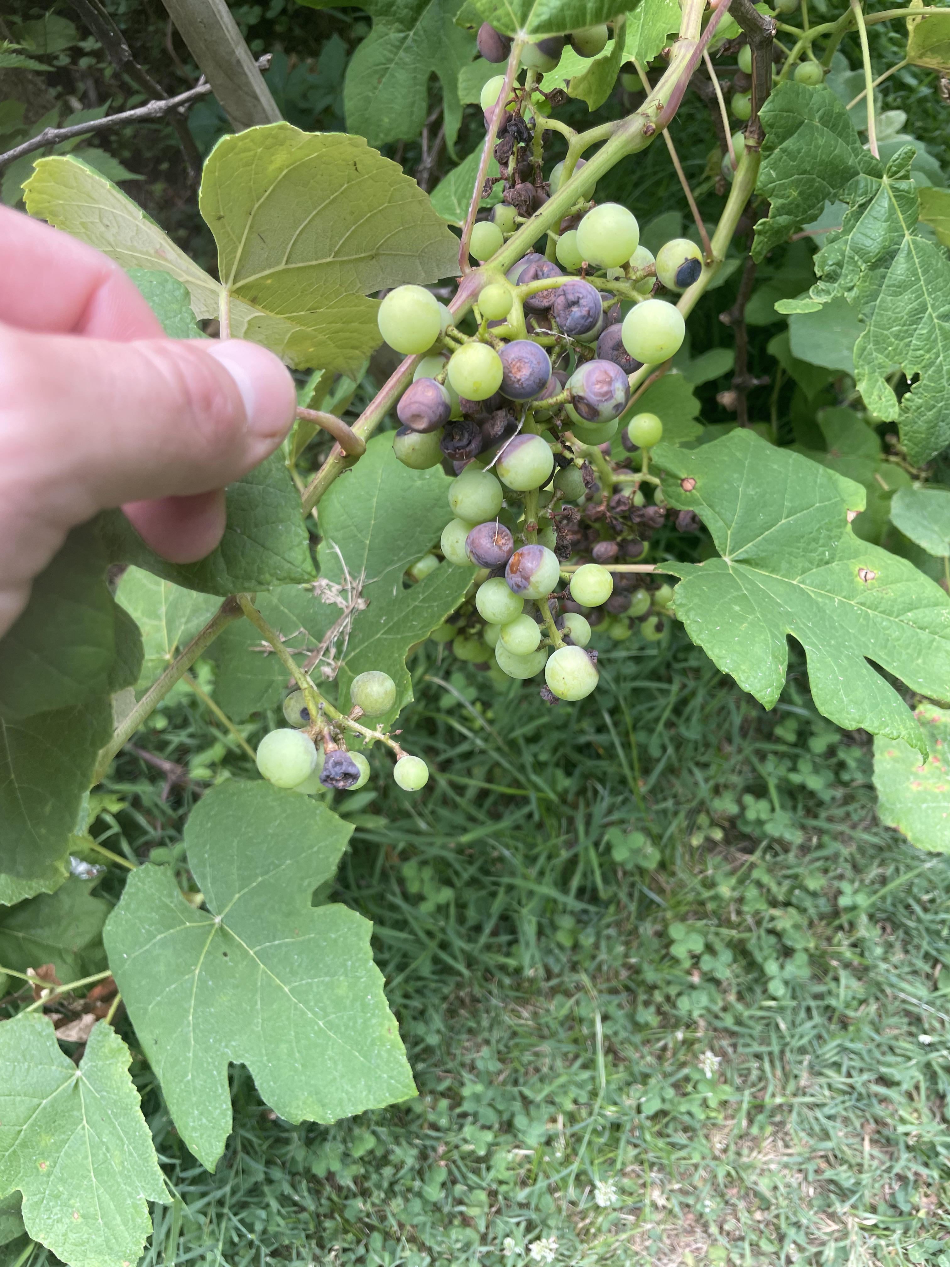 Only got grape fruit snacks grapes