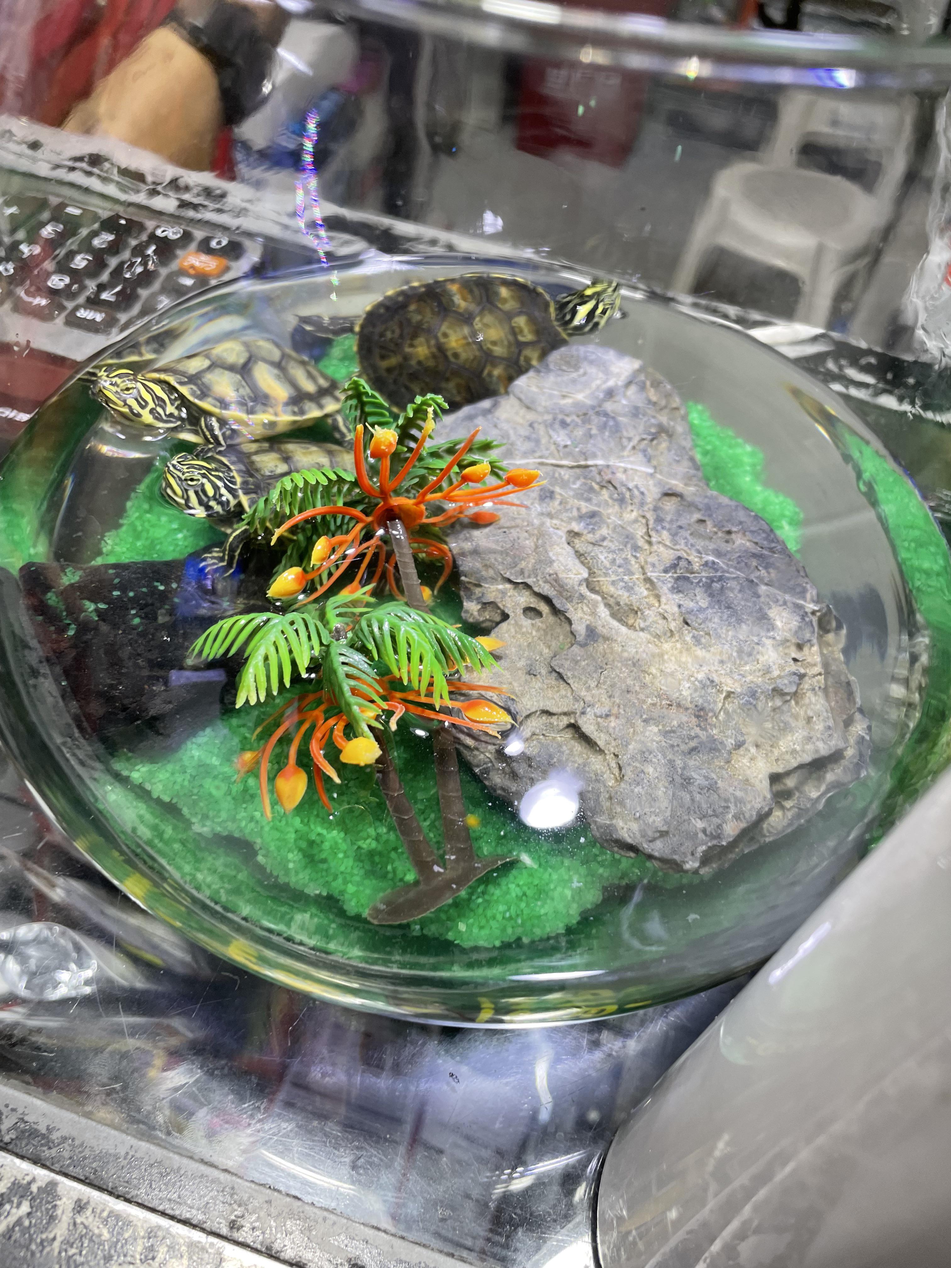 This was at a pet fish shop… they are selling it too r/shittyaquariums