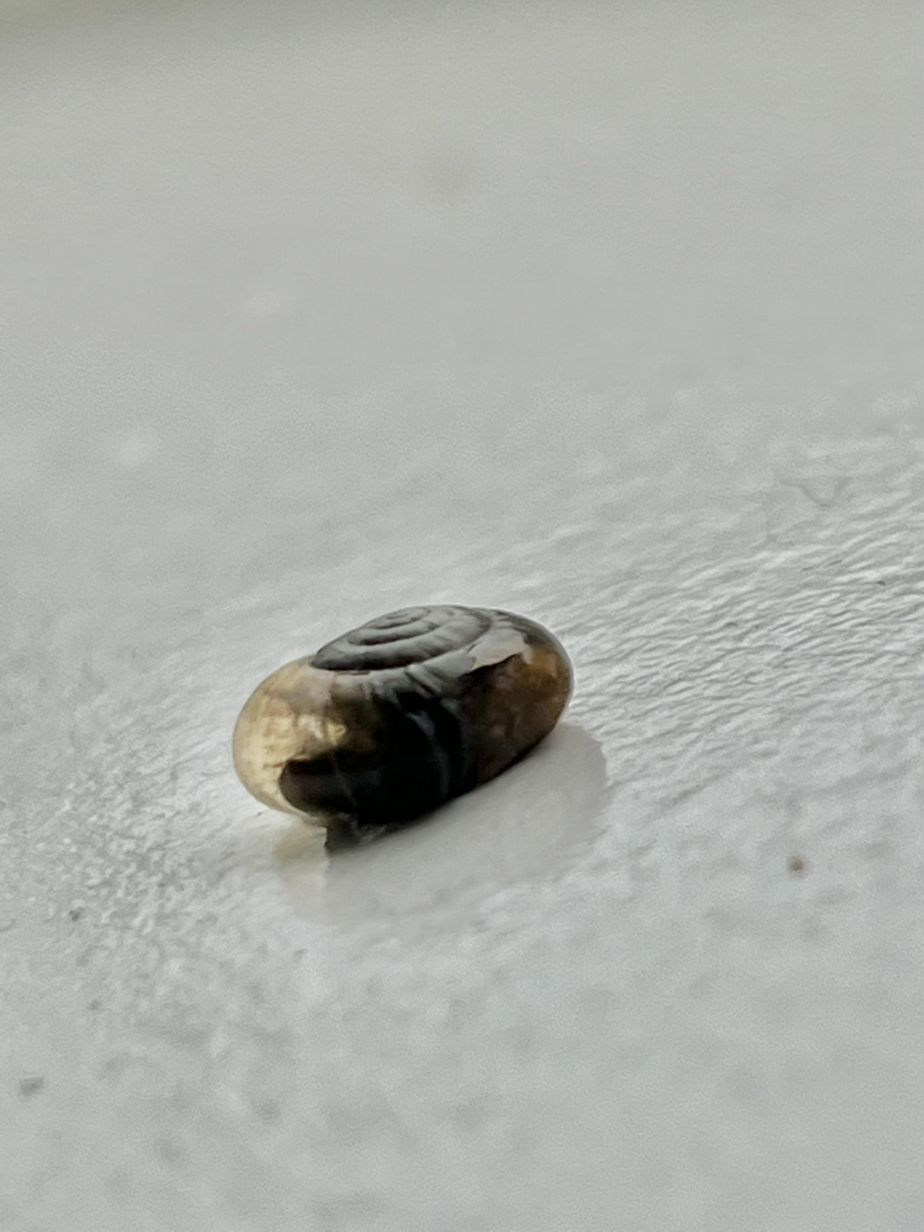 i found this glass snail with a cracked shell, is it possible to heal