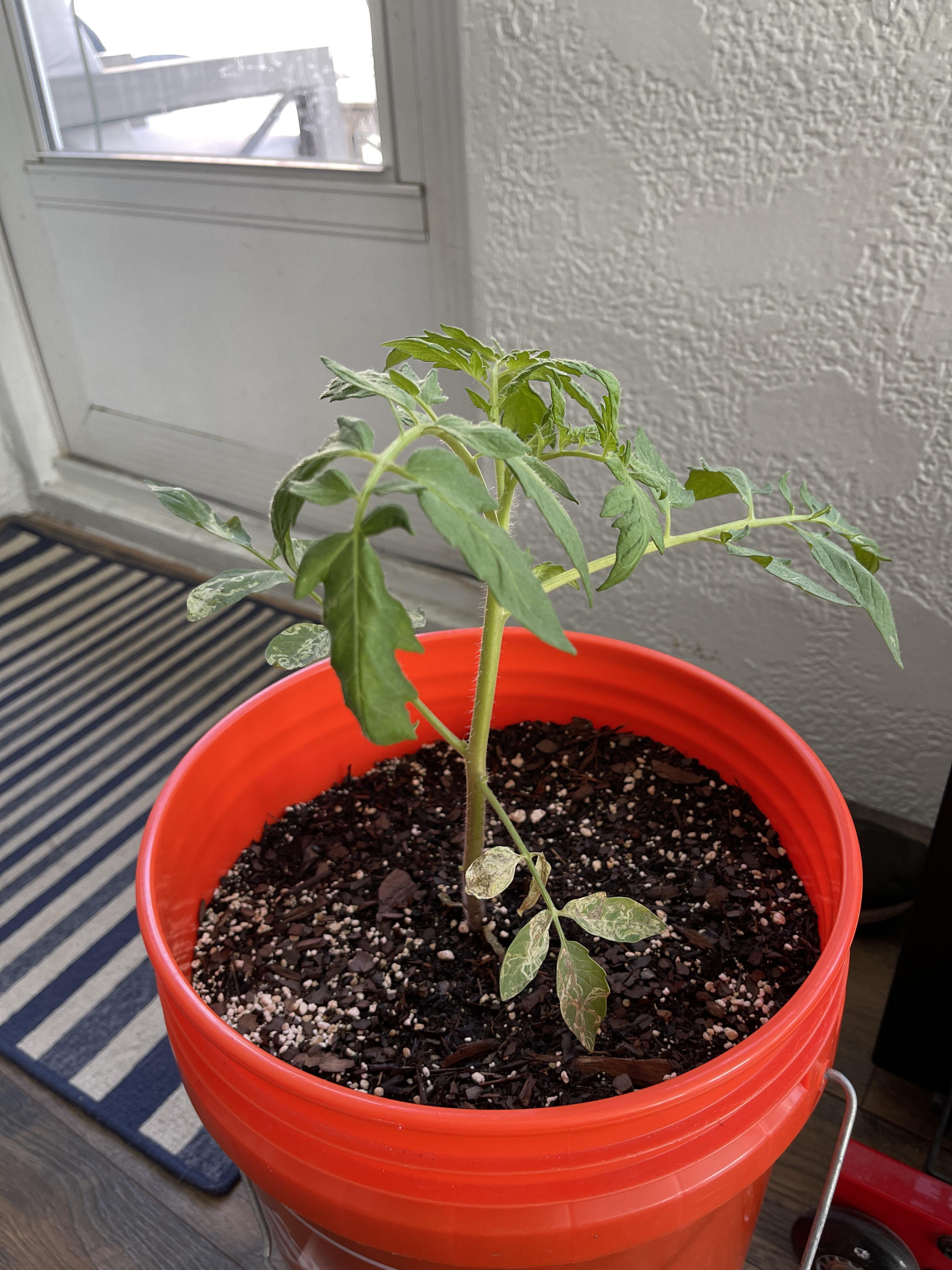 My poor tomato plant is suddenly looking quite sad. First time trying to grow tomatoes any
