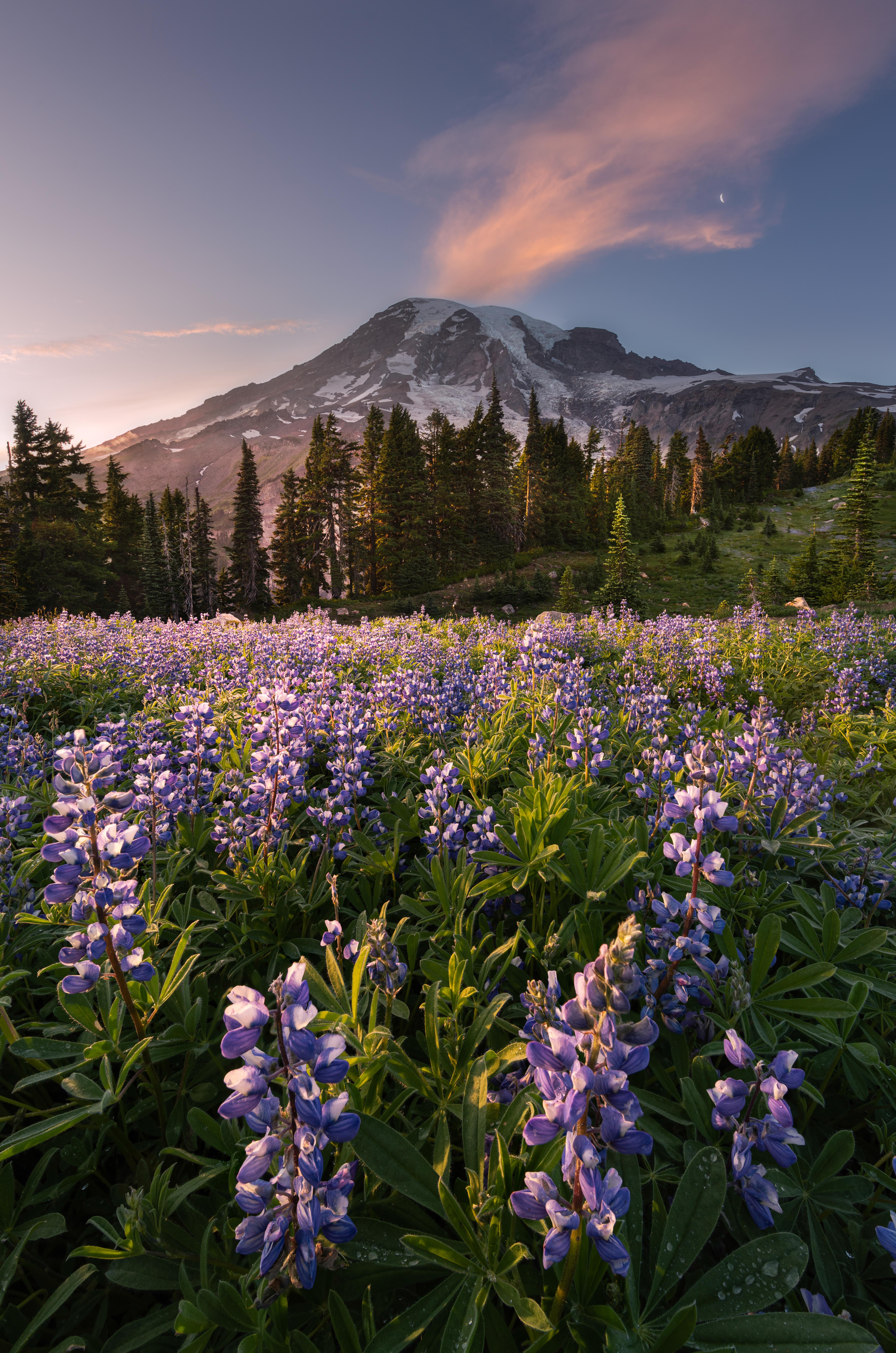 [5029x7595] Lupine Eruption. Paradise, Mount Rainier. [4000x7000]. . /r/EarthPorn r/LargeImages