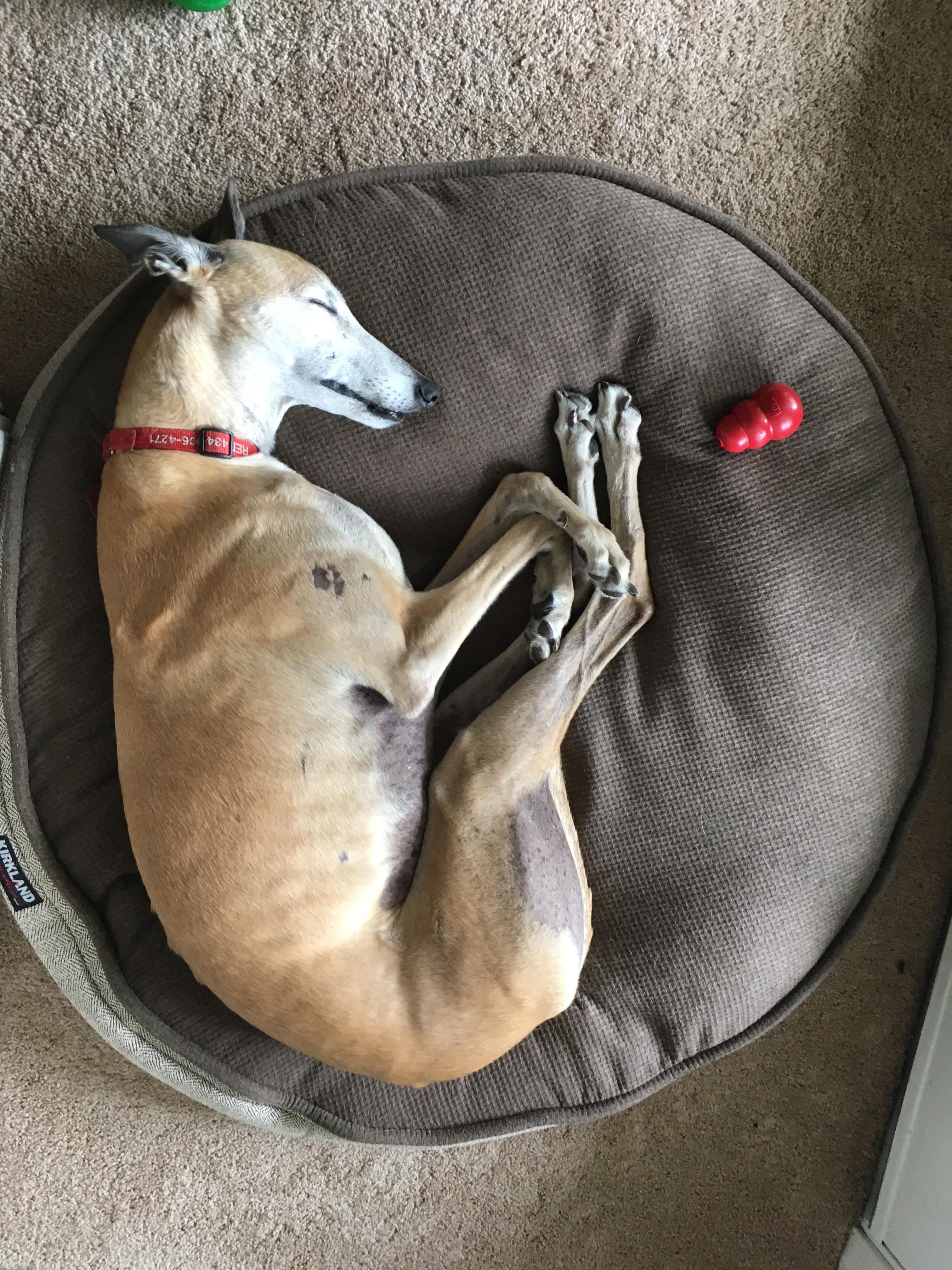 My retired racing Greyhound after a long day at the dog park r/Greyhounds