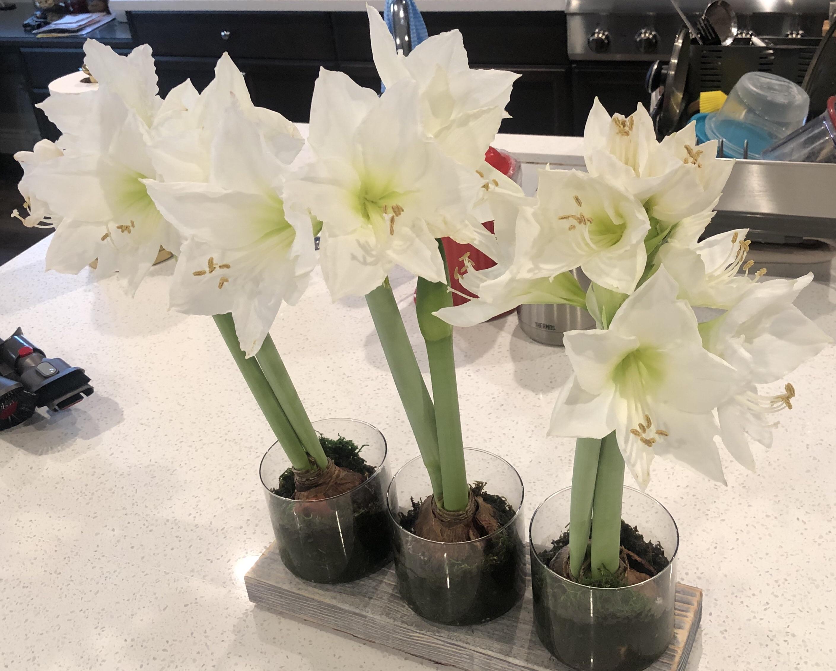 What are these flowers? Got them from Costco a while back and now that