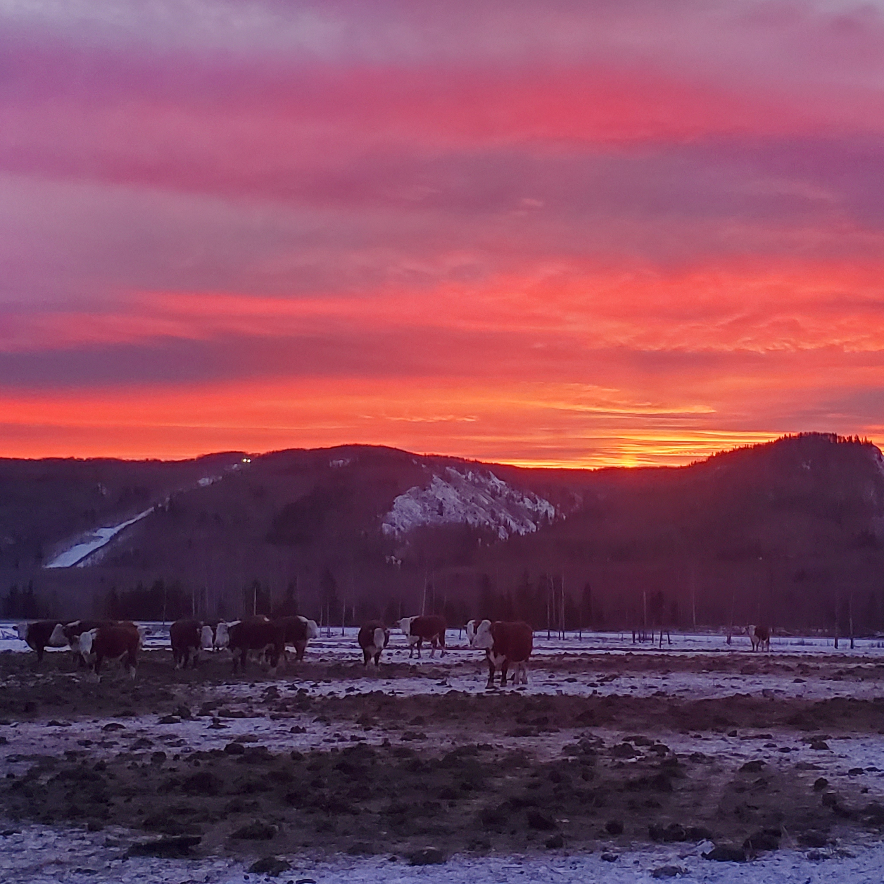 Farrell Creek B.C Canada. My view during morning chores r/sunrise
