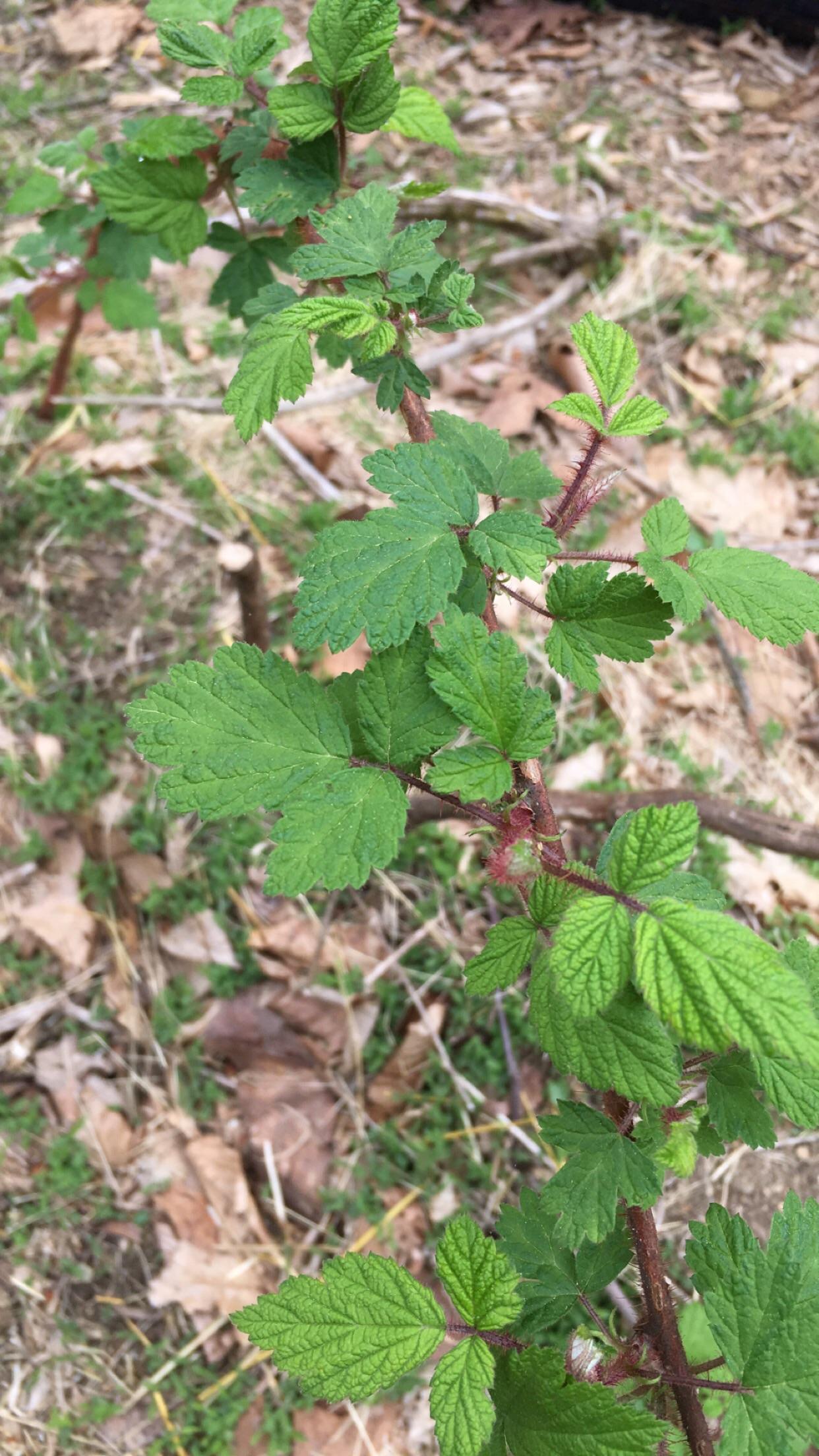 Not poison ivy, right? Red stem with thorns, three leaves r