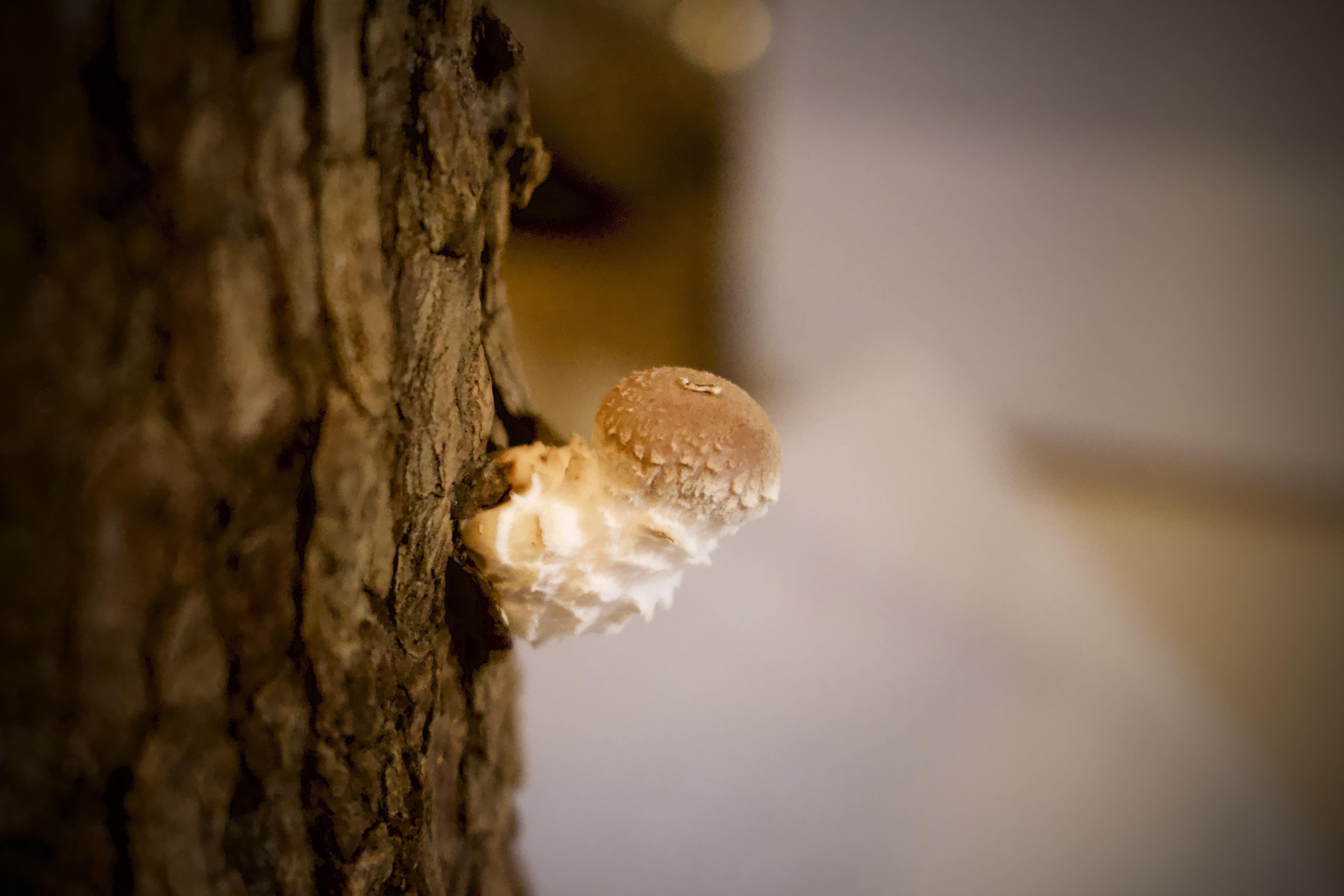 My First Fruiting of Shiitake Indoors r/mycology