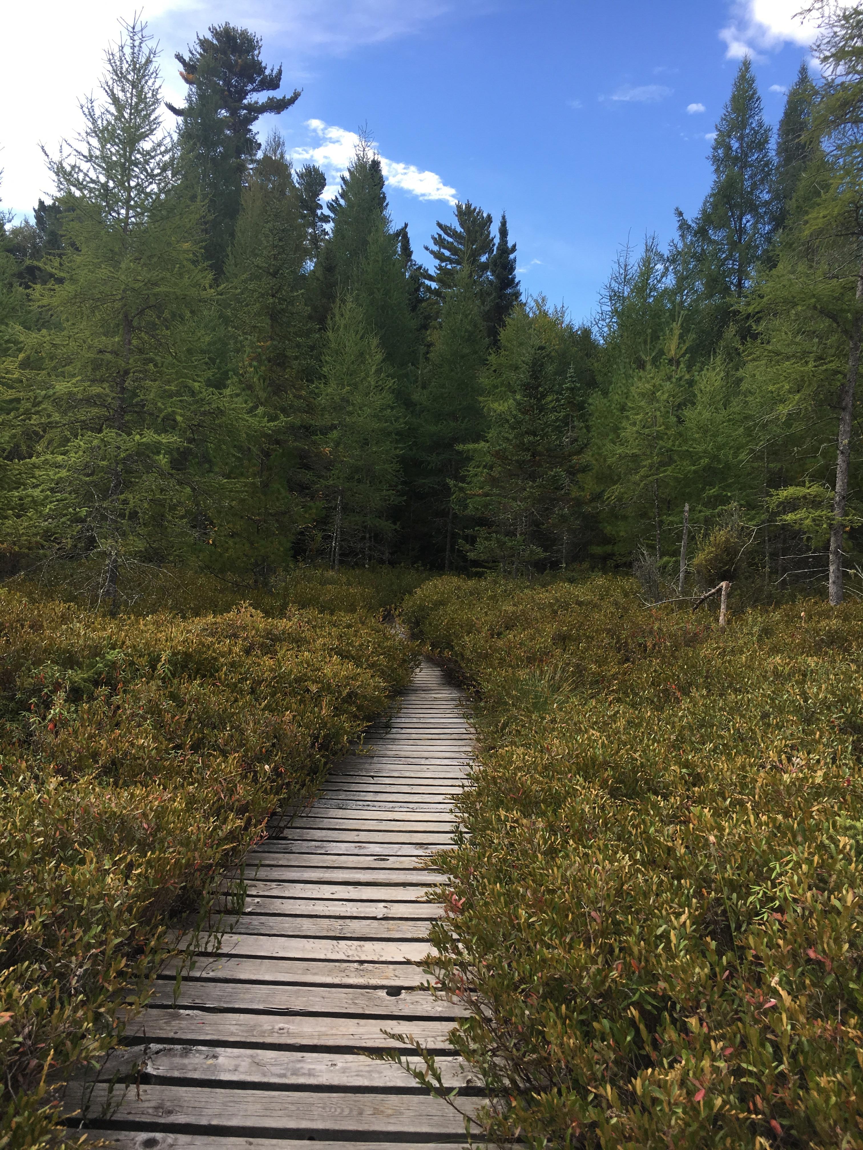ChequamegonNicolet National Forest r/wisconsin