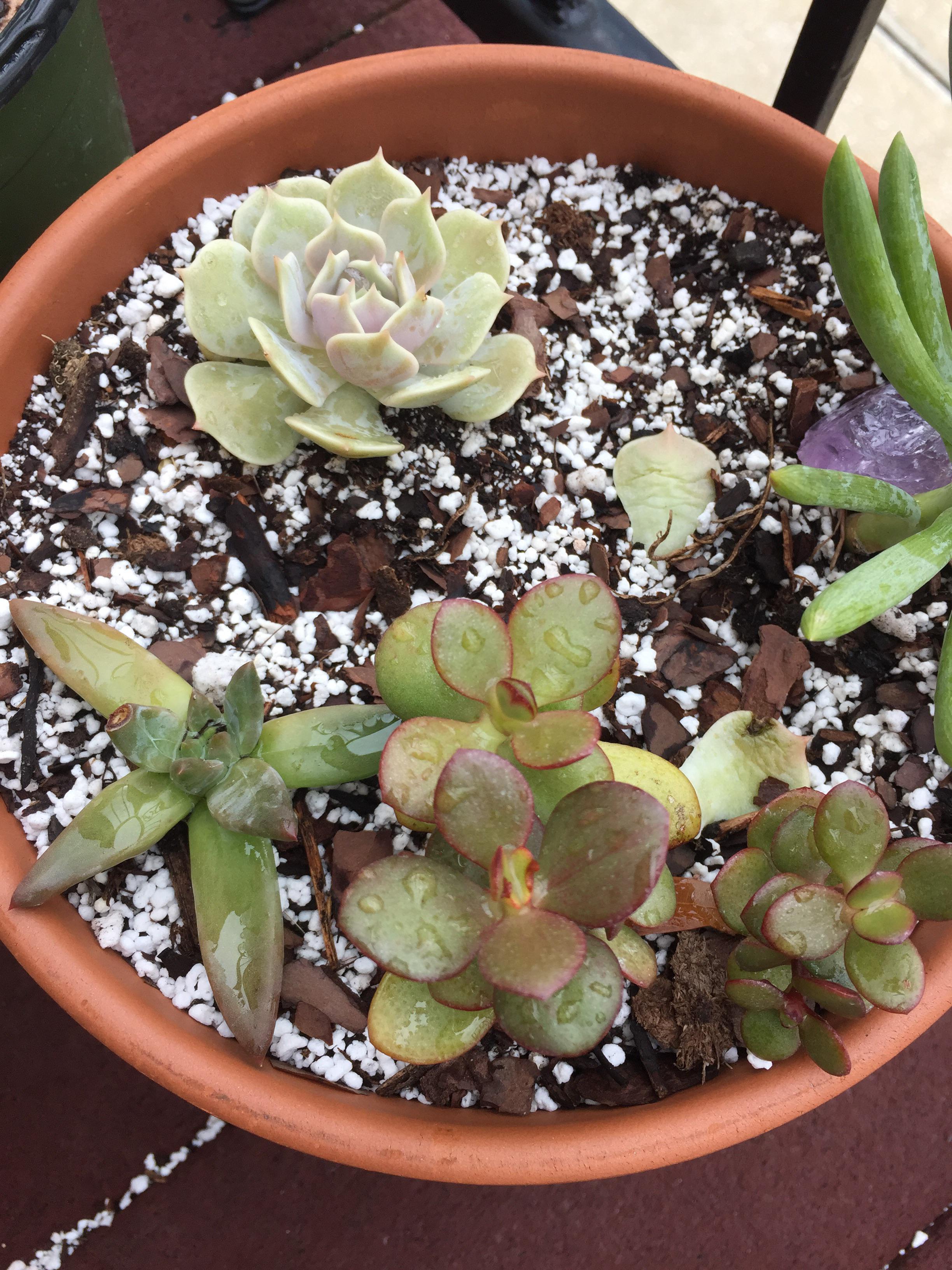 Do these three look like they are getting too much sun? r/succulents