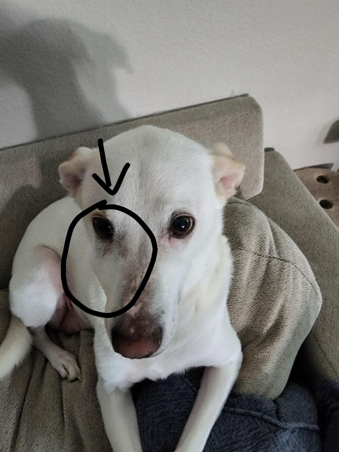 My dog's face is swollen and sensitive to the touch (didn't seem