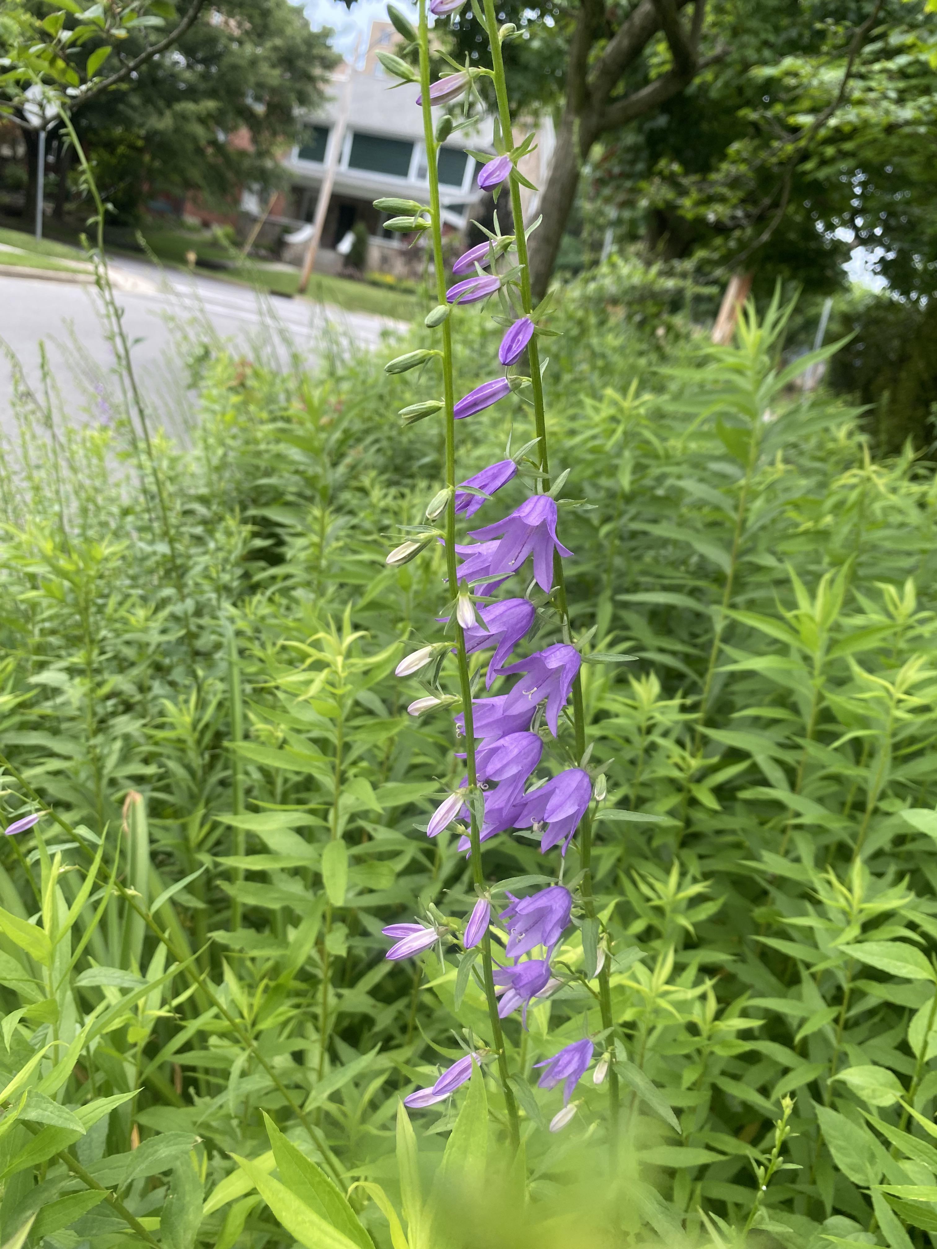 Is this some kind of bellflower? Zone 6b (PA) r/whatsthisplant