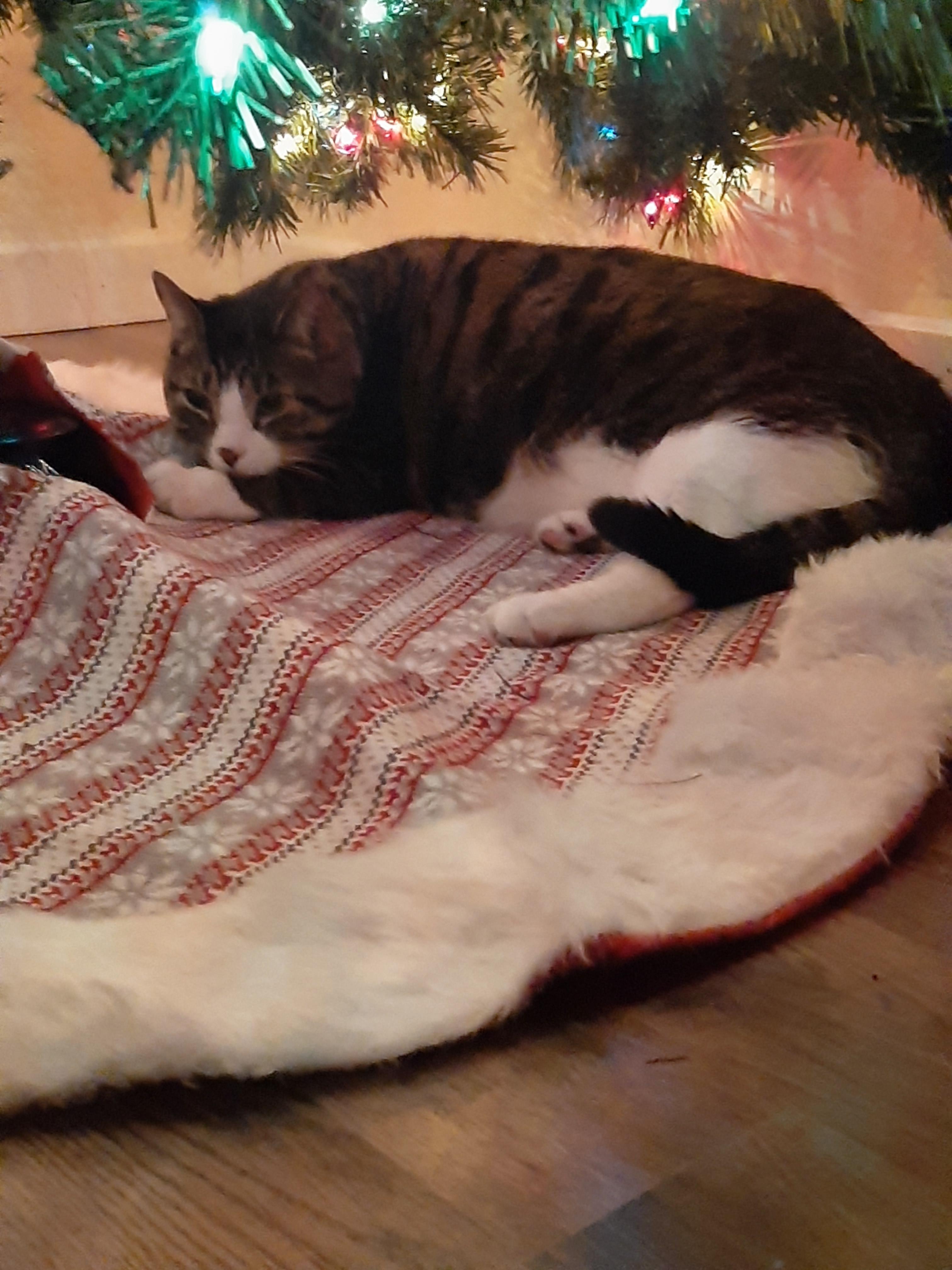 Christmas tree tail wrap. (This is Tico, he was in a previous post of mine) r/KittyTailWrap