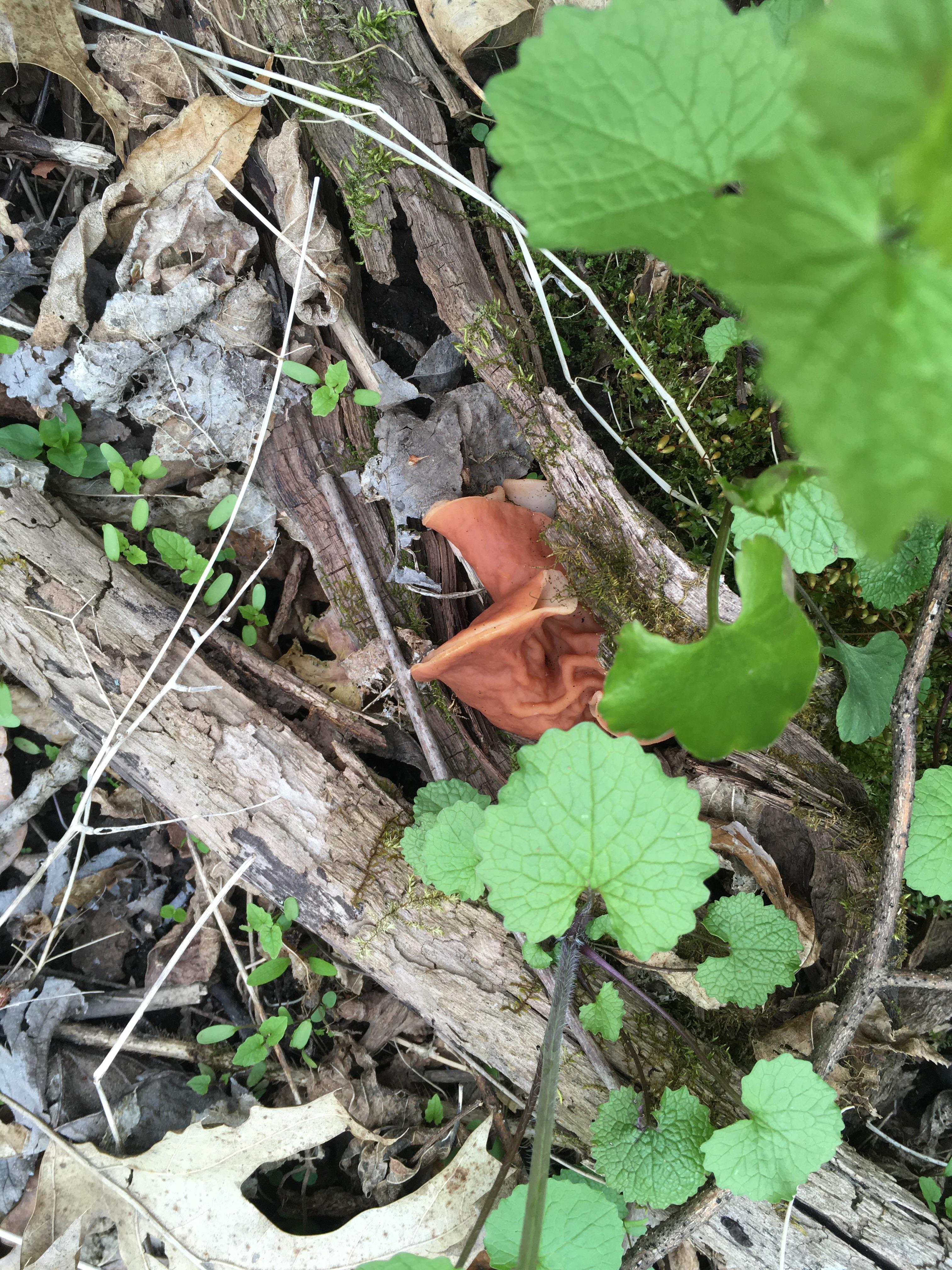 What is this fungi? Out morel hunting in WI. r/PlantIdentification
