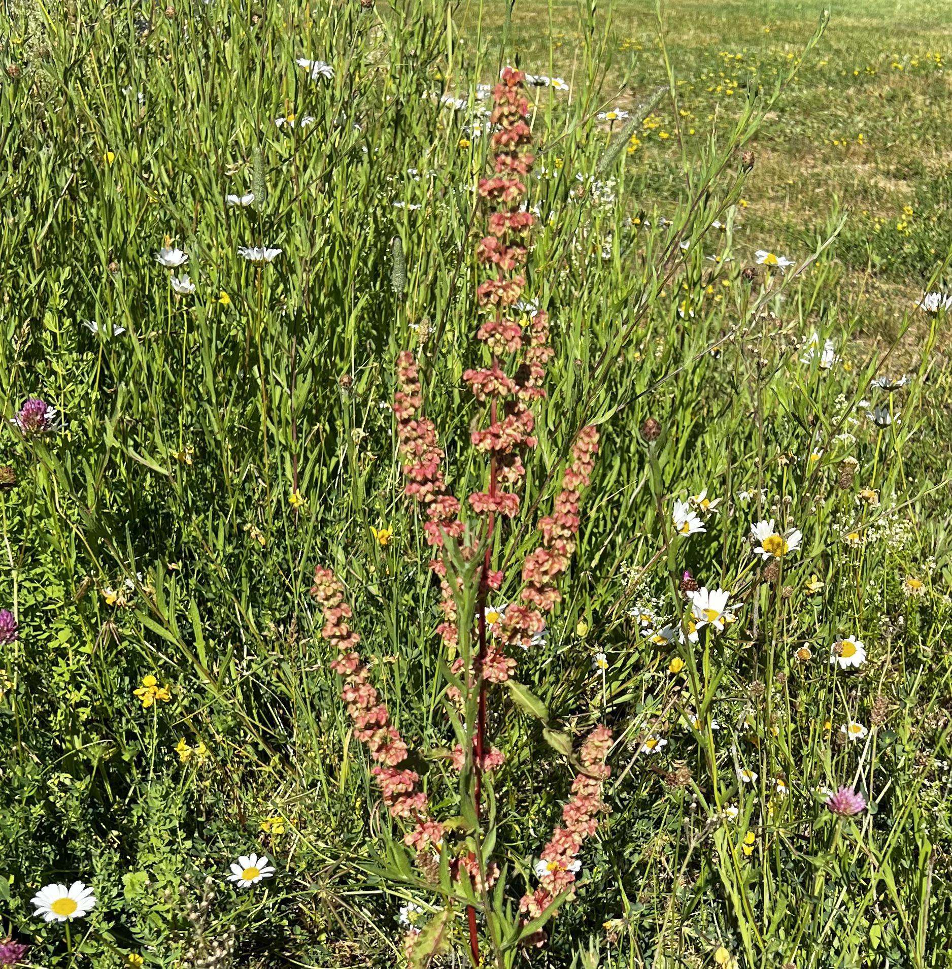 Backyard plant in upstate ny. Anybody know what it could be? r