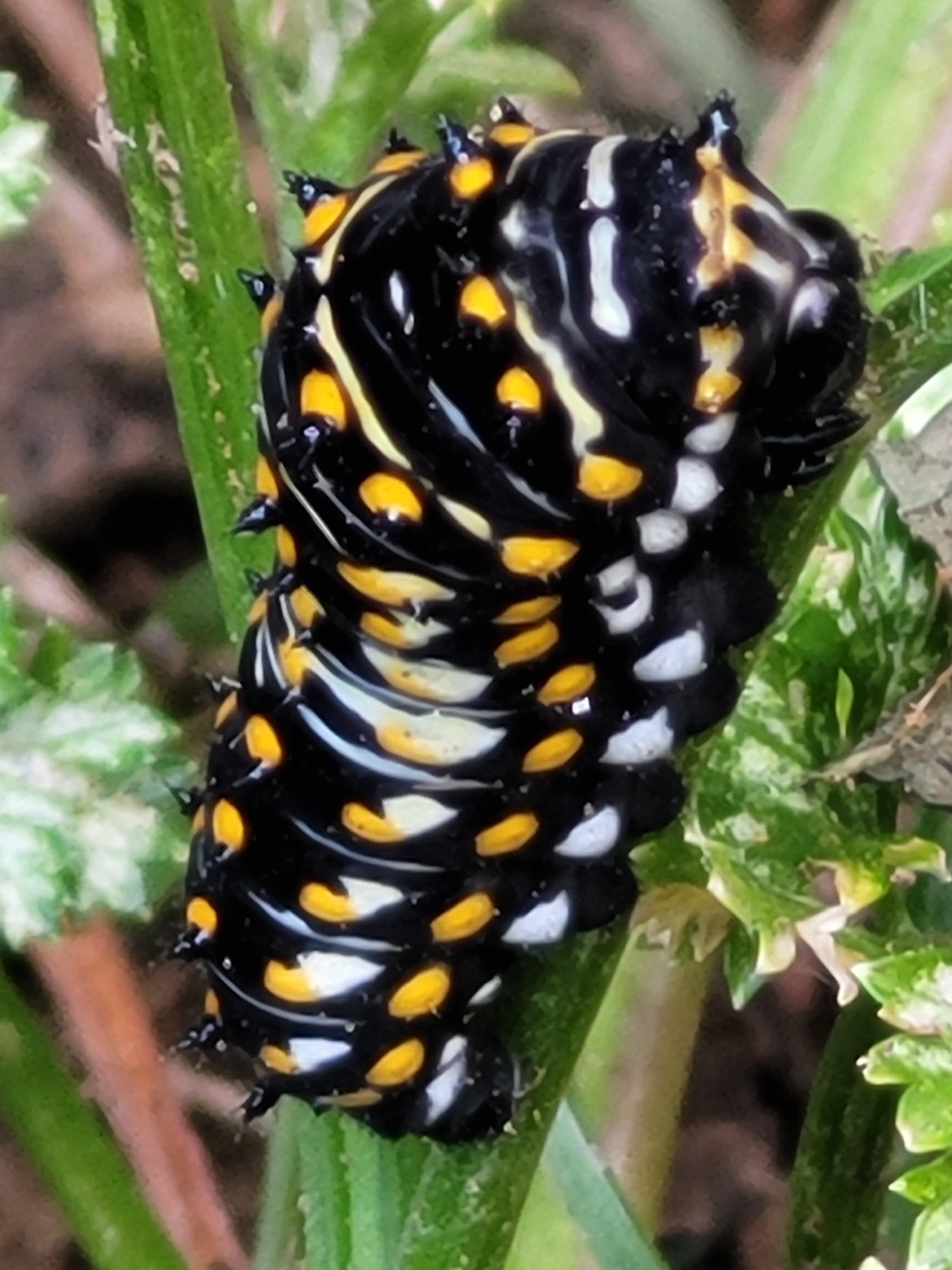 What is this caterpillar? Located in Pennsylvania. r/whatisthisbug