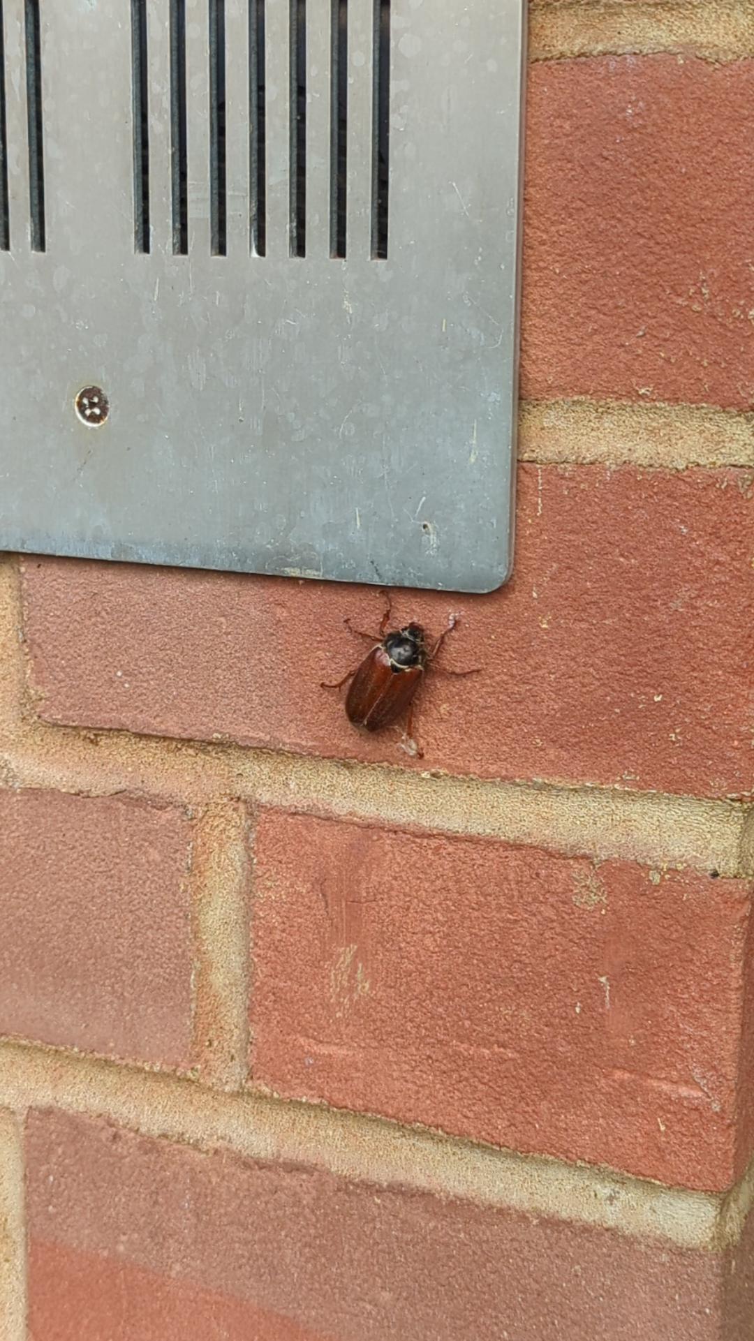 What's this bug? Located in South East England. r/whatsthisbug