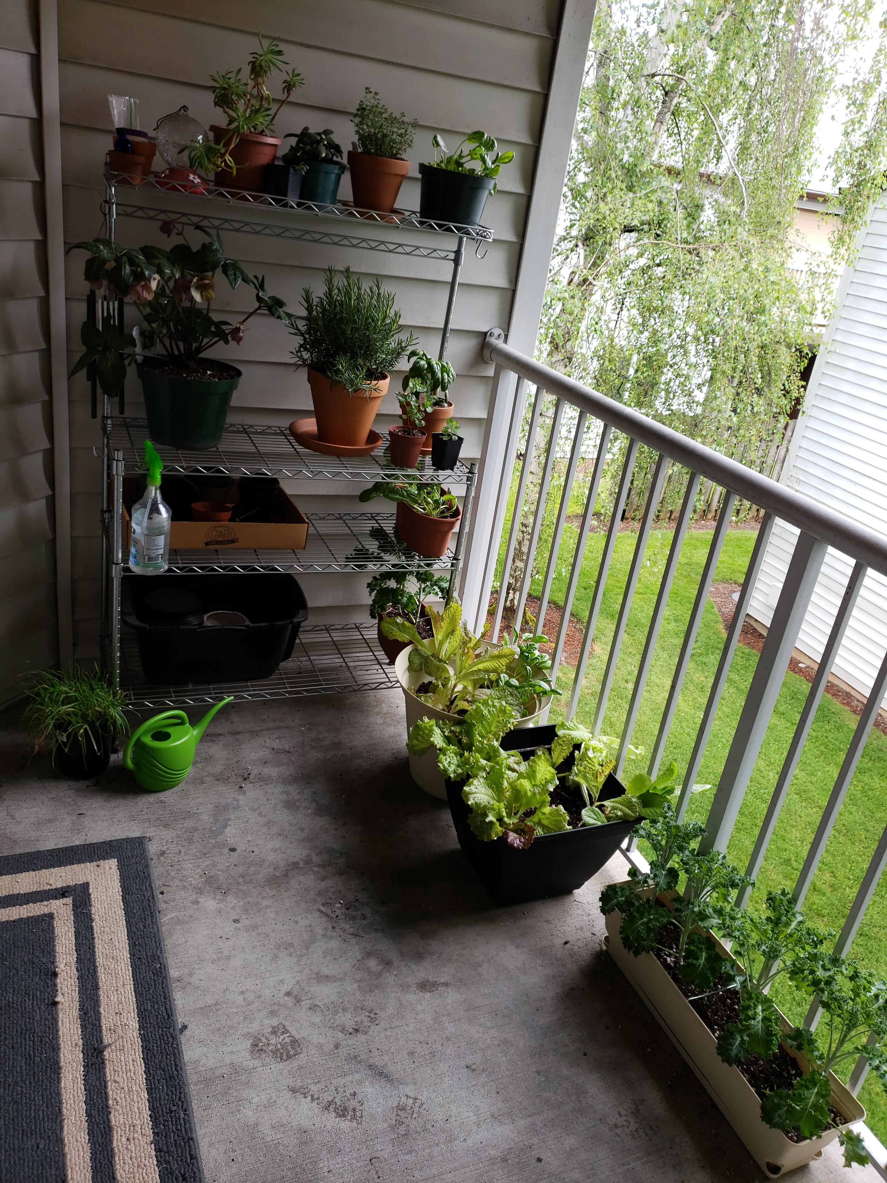 My patio garden this summer PNW r/gardening