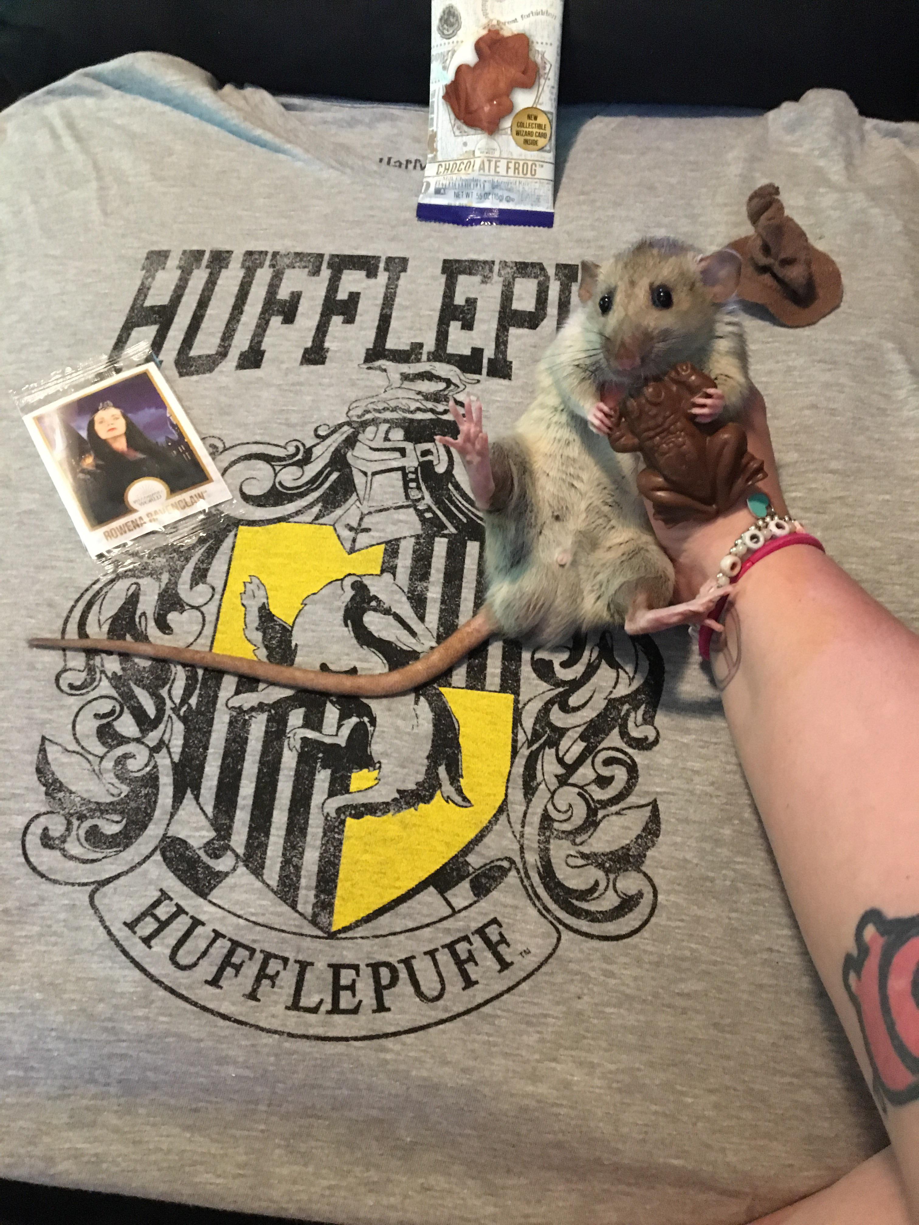 Mawm I bit da head off da chocolate frog, they only got one good jump