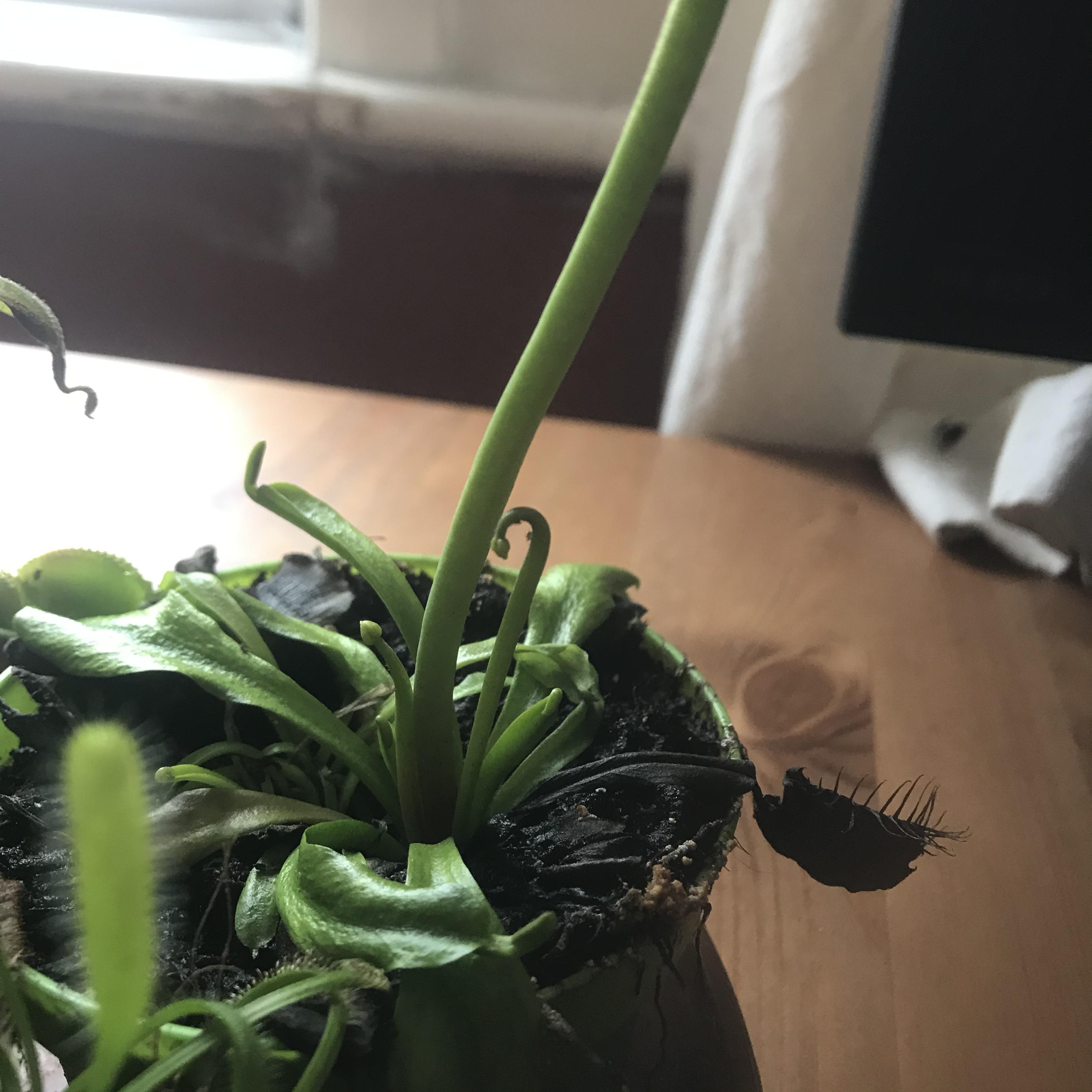 My Venus fly trap looks like it’s growing two more flower stalks
