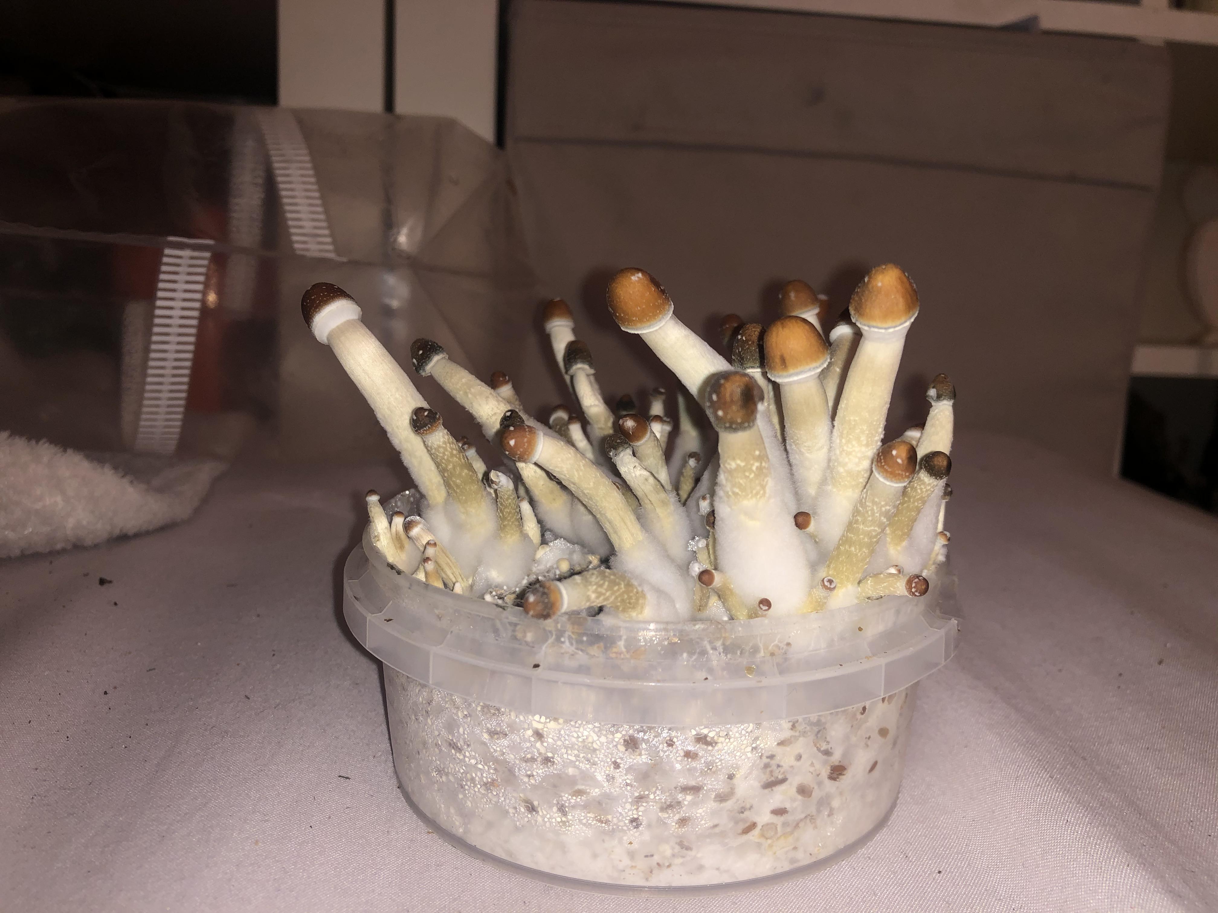 First time growing shrooms, how close are these to harvest? r/shrooms