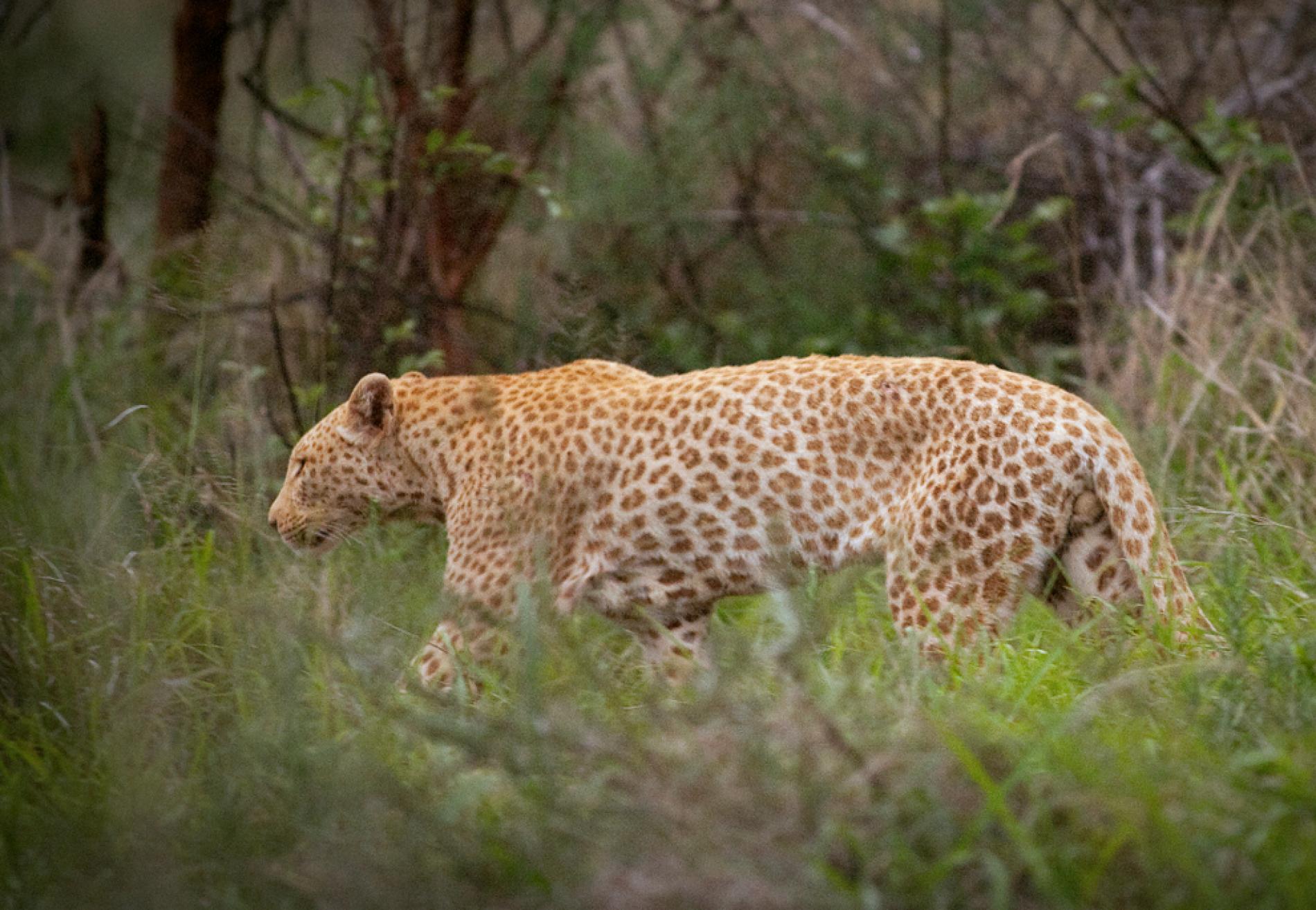 🔥 Very Rare Strawberry Leopard 🔥 r/NatureIsFuckingLit