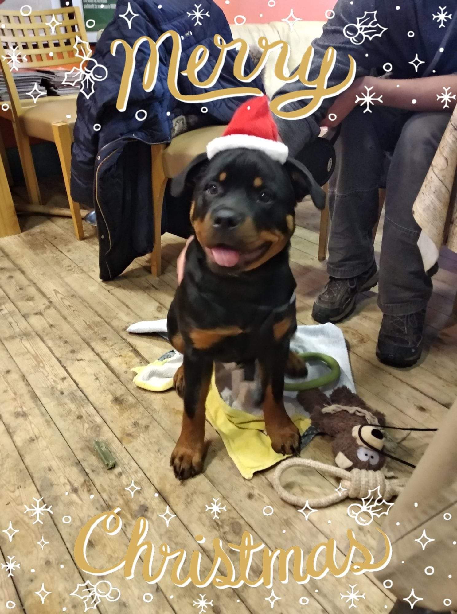 Merry Christmas Fellow Rottweilers! Rottweiler
