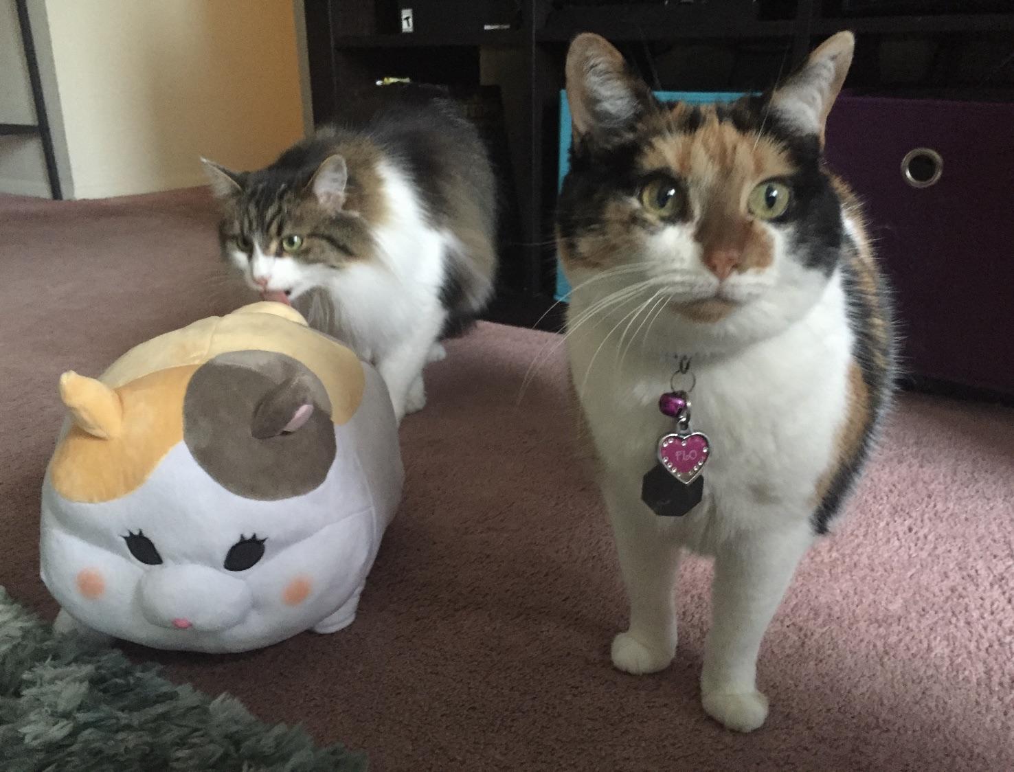 My real life Fat Cat meets Fat Cat plush. r/ffxiv