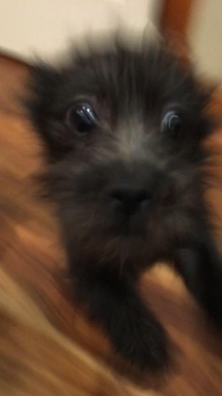 What Is Puppy Zoomies