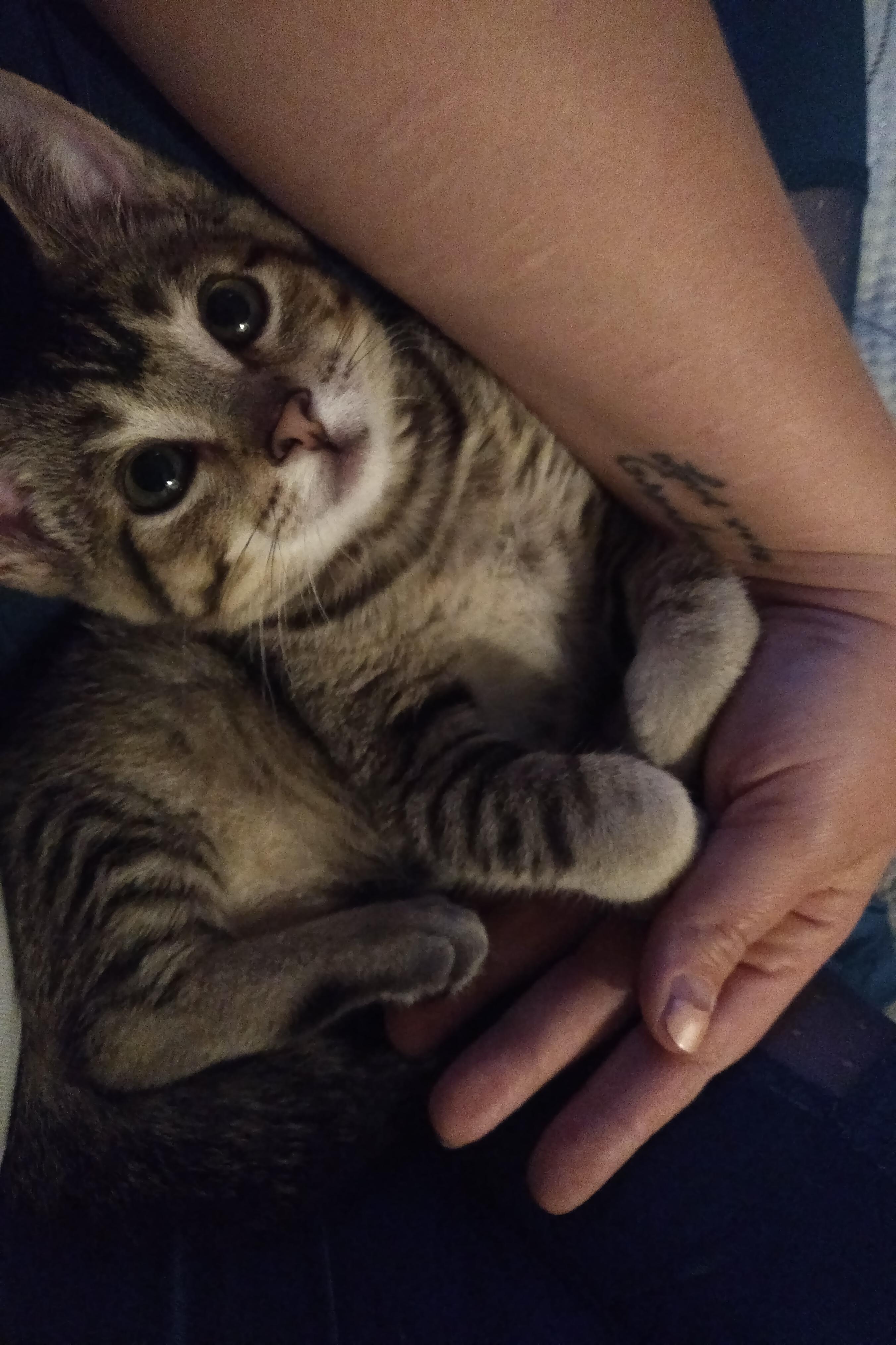 I am smitten with our new rescue kitten!! r/aww