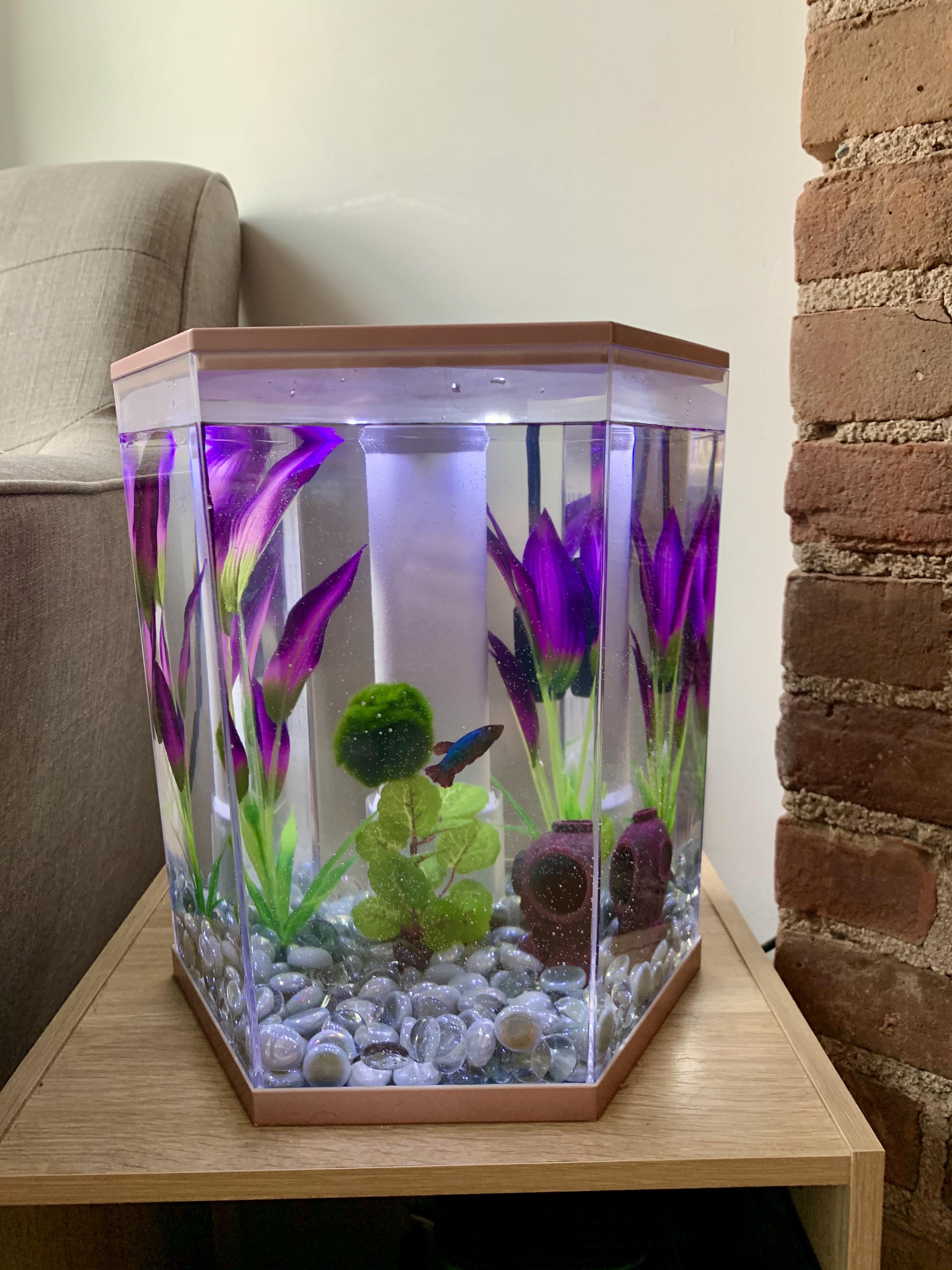 Tank upgrade female betta is still unsure about the moss ball! r