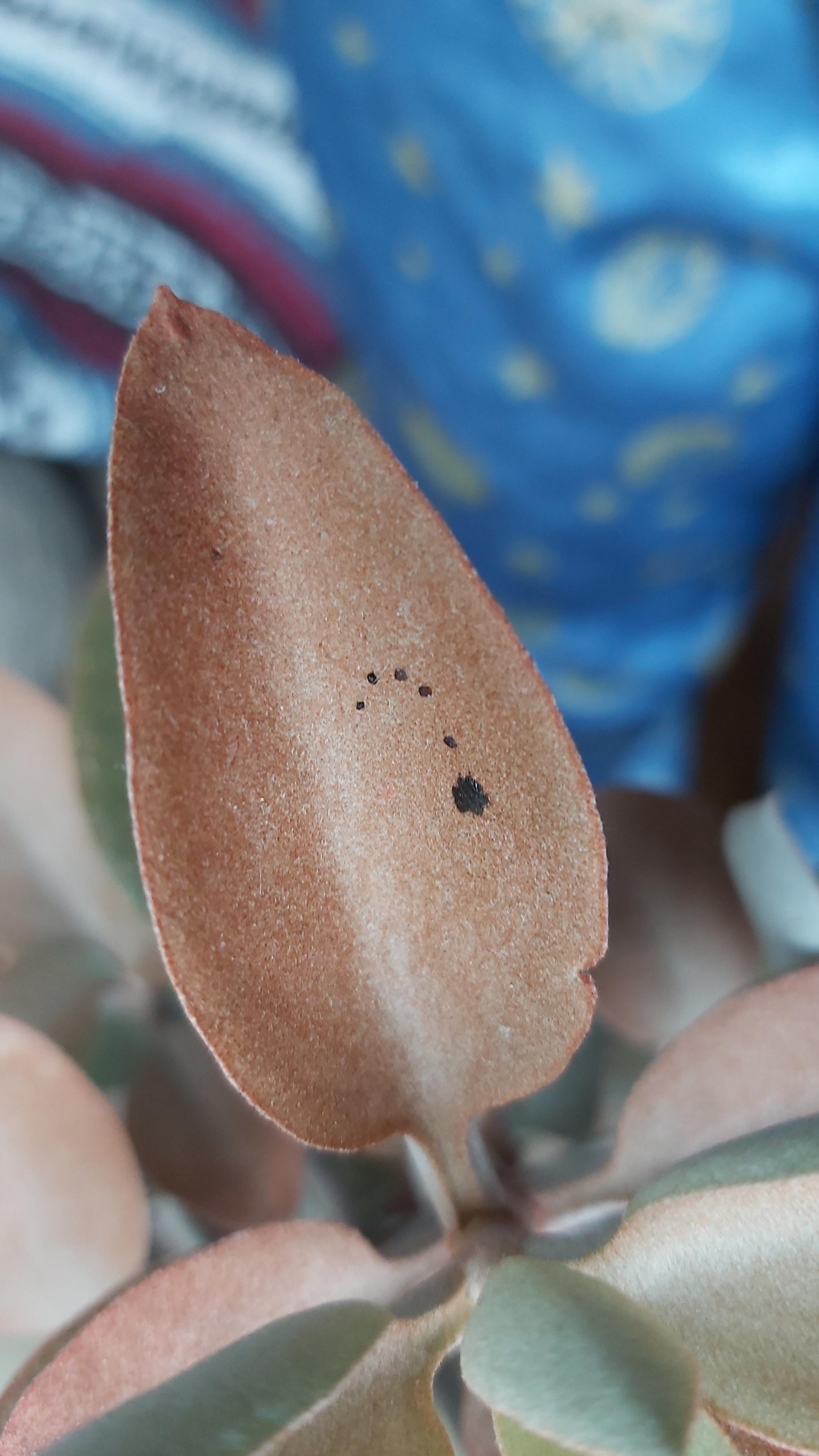 These black spots are beginning to appear on my Copper Spoons Plant