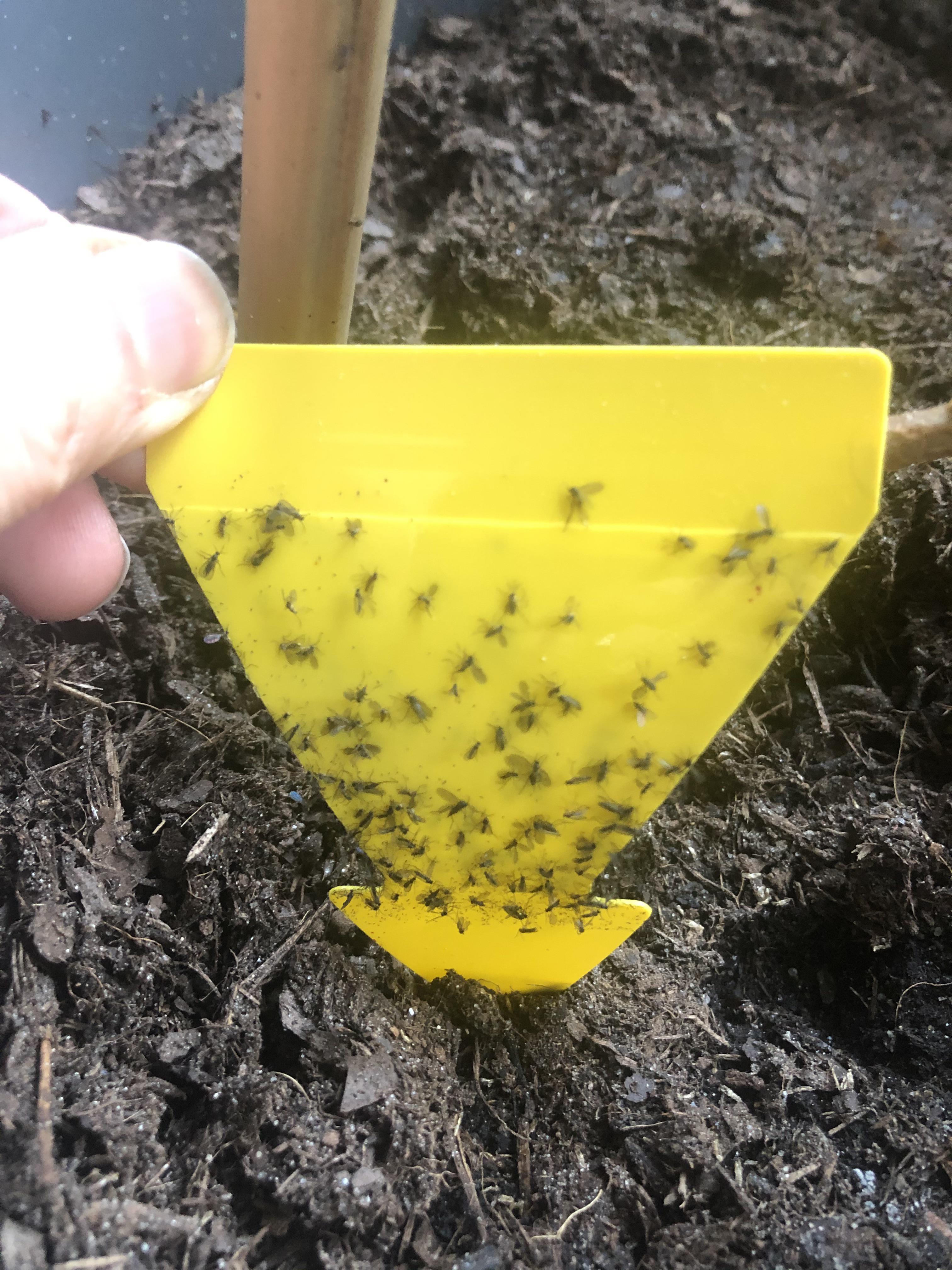 I repotted my house plants, suddenly I have a million of these little