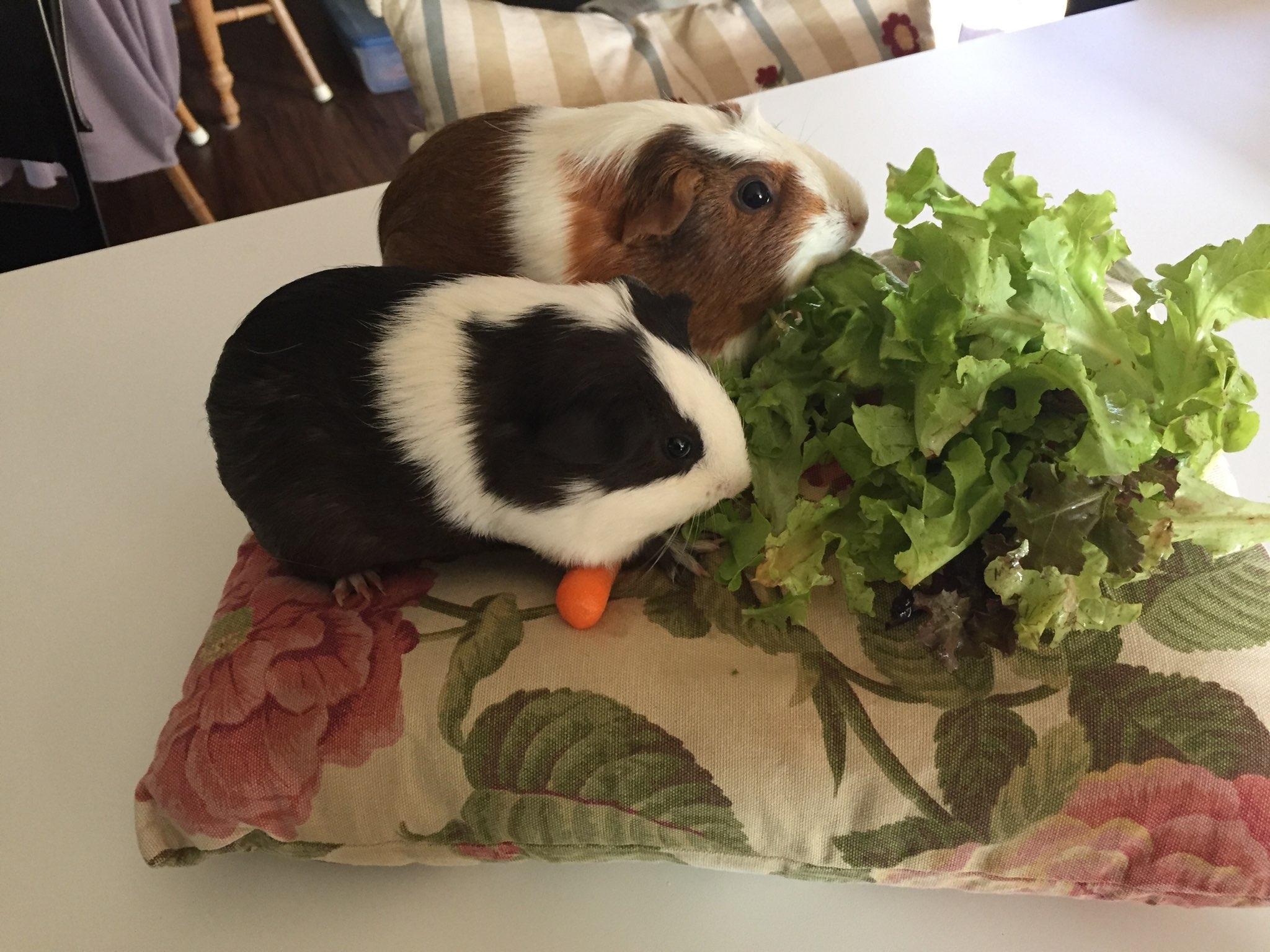 Meet my guinea pigs Hazel (Brown and white) and Oreo (Black and white