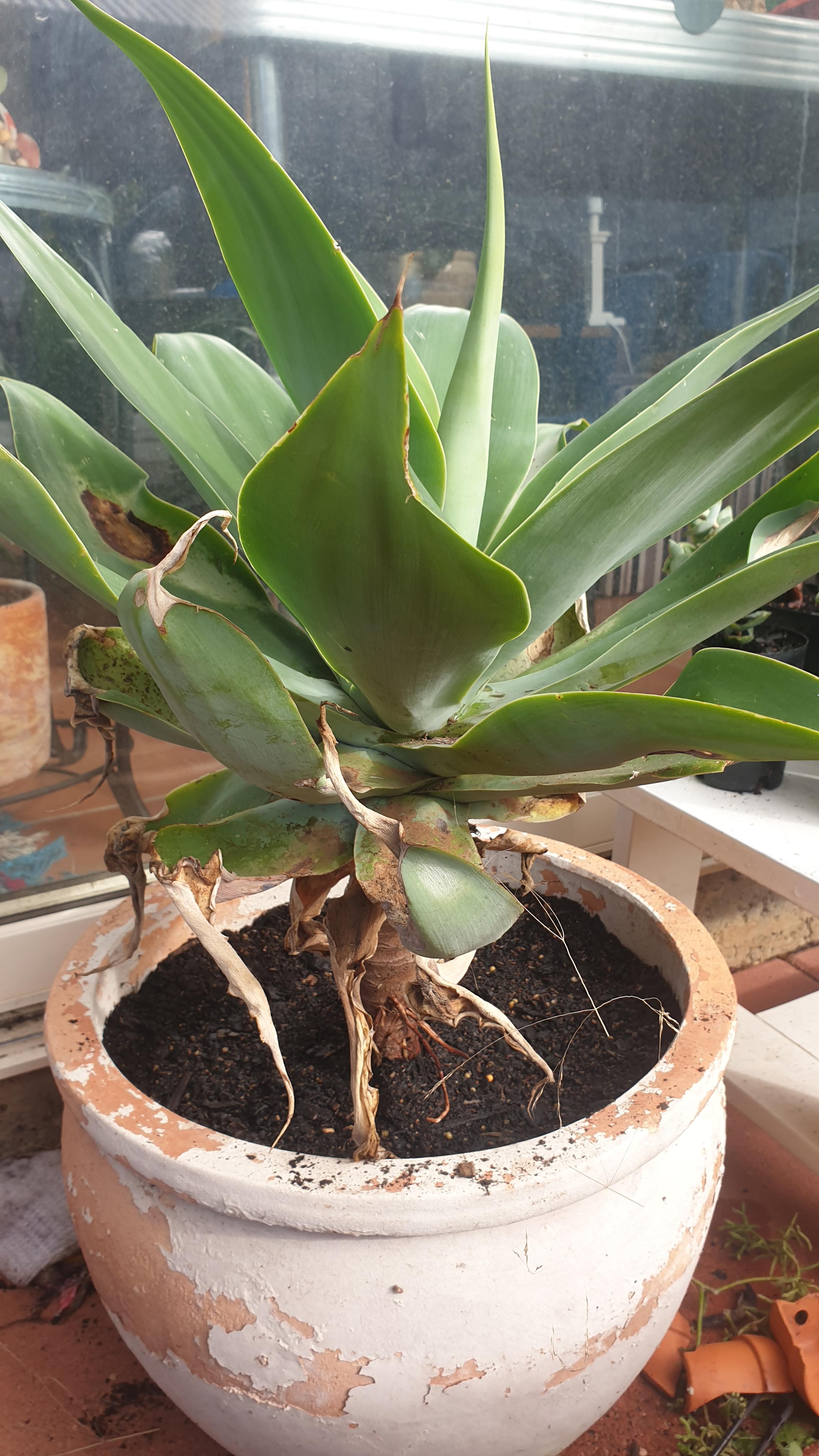 Sad plant left by previous owner of my house, what is it and how can I