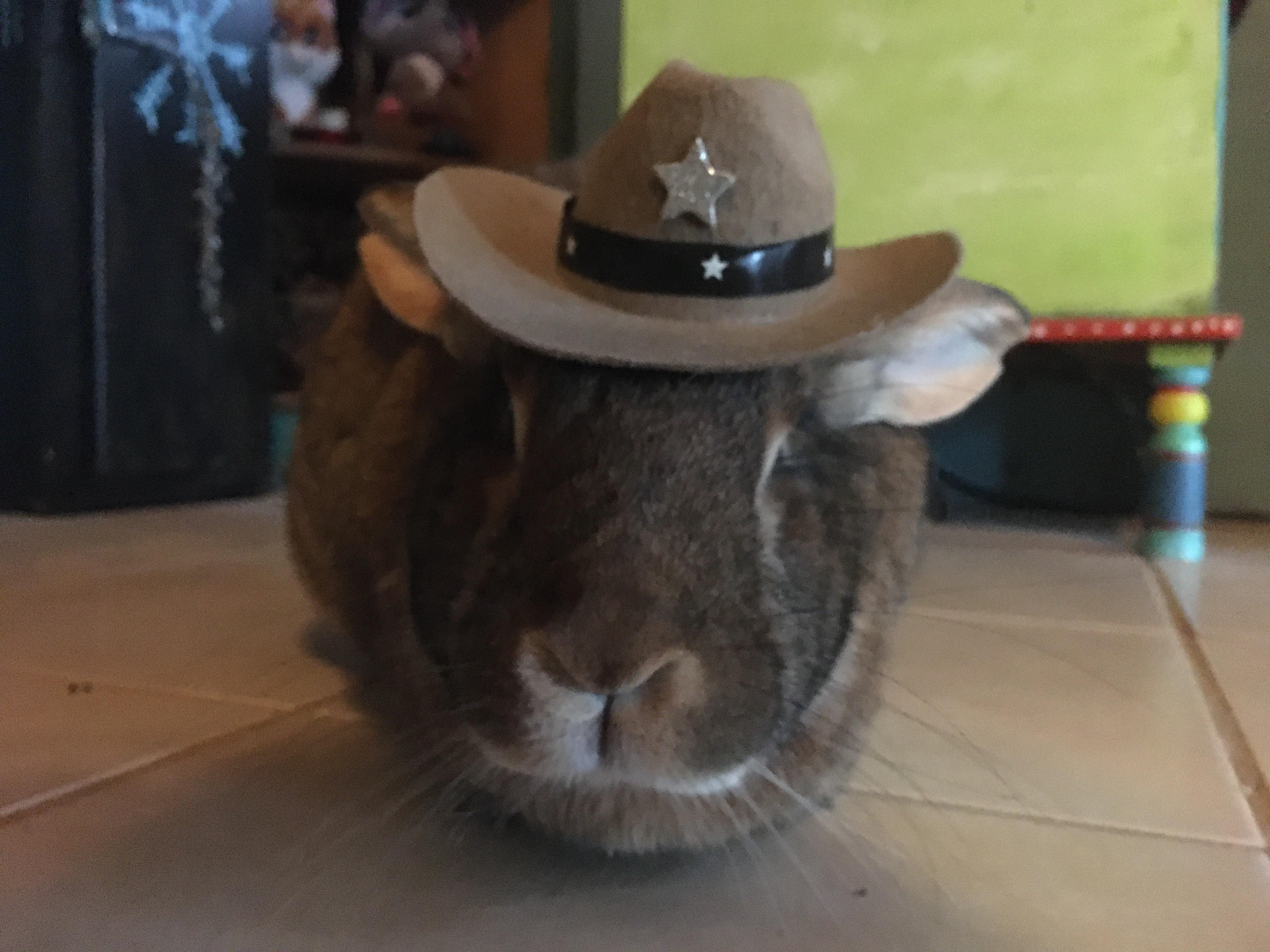 What in rabbit law enforcement. r/whatintarnation
