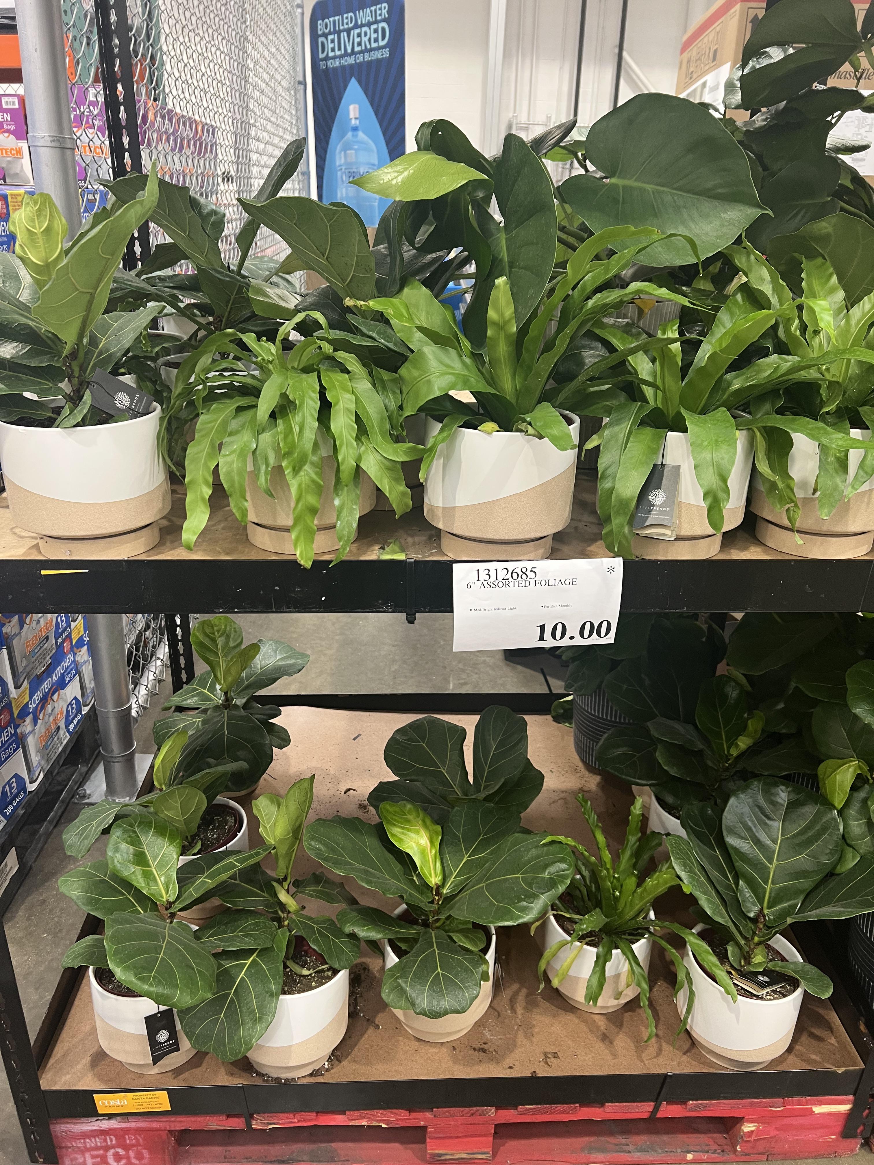 10 Fiddle Leaf Fig at Costco in Schaumburg, IL r/plantwatch
