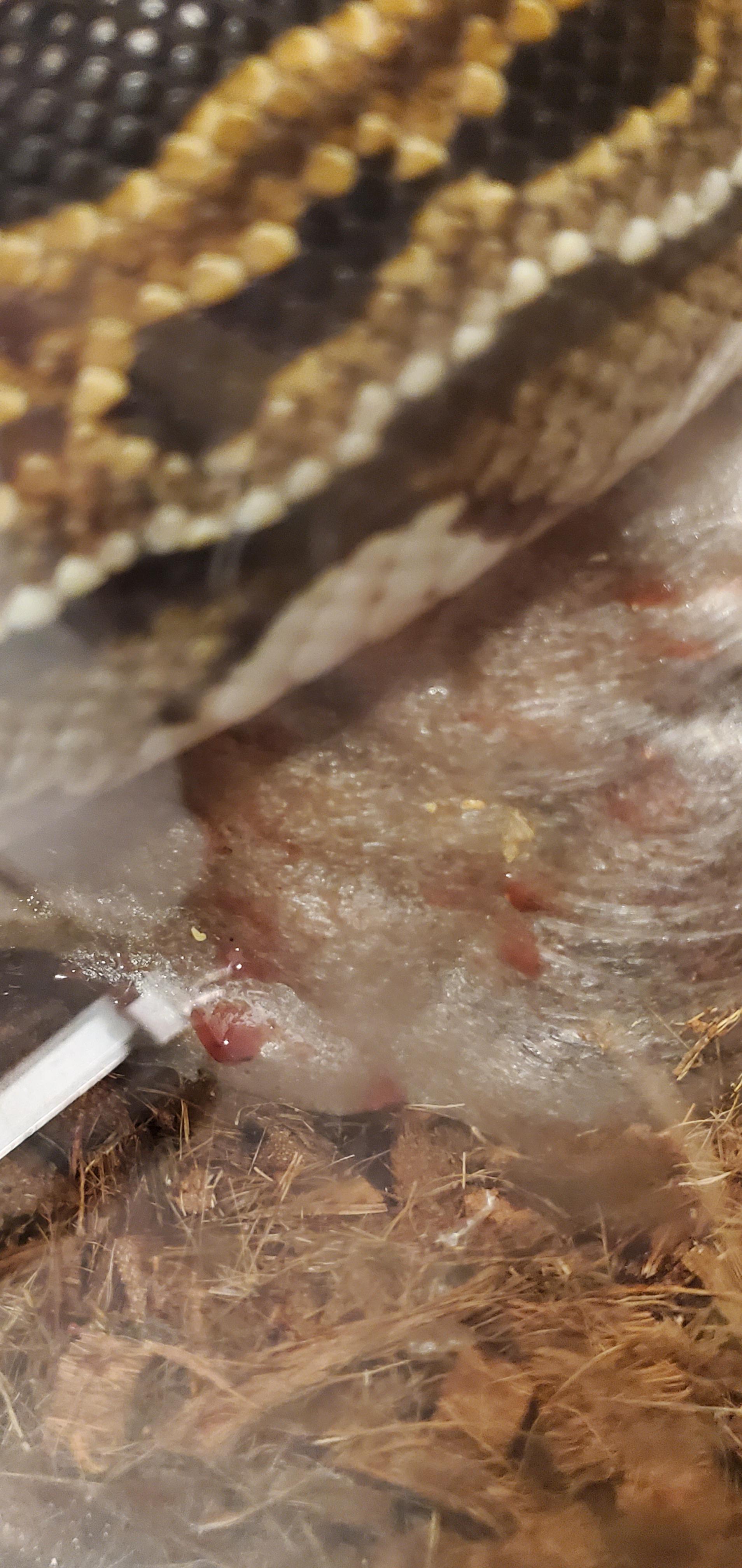 BP retching and throwing up blood? r/ballpython