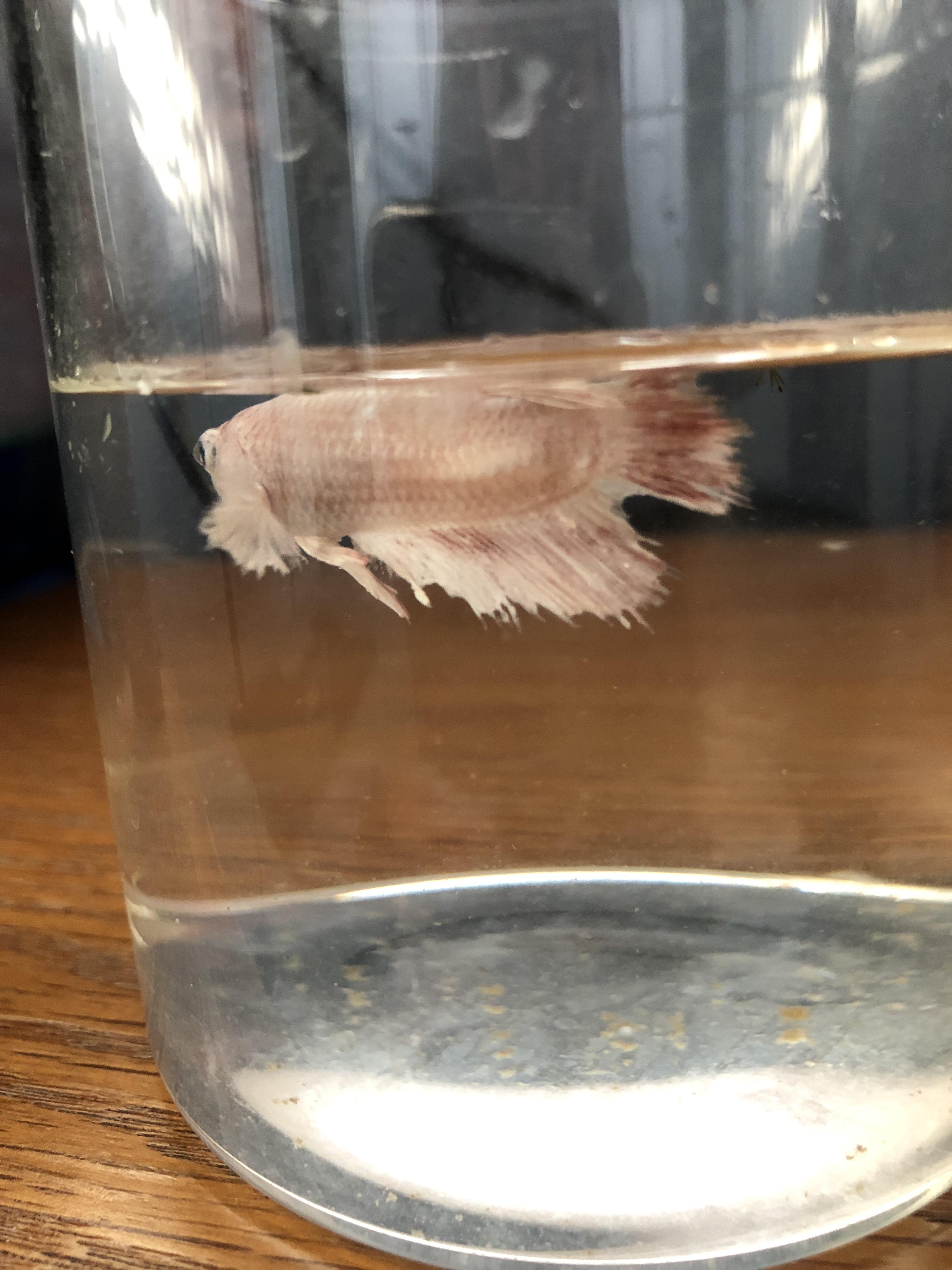 Is my betta sick? r/bettafish