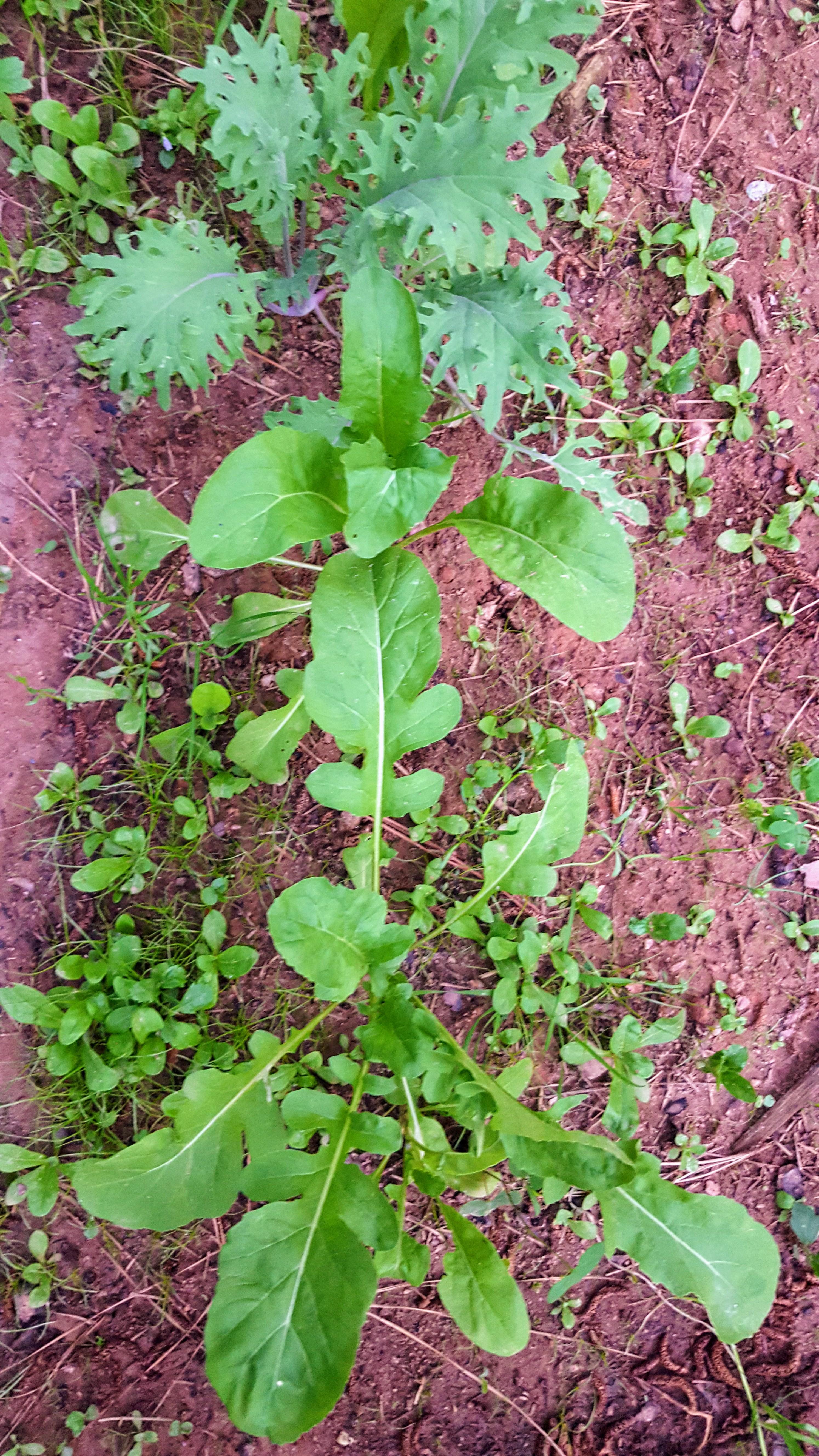[Zone 8A] near Atlanta, I planted my kale and arugala a little late, when are these ready to be