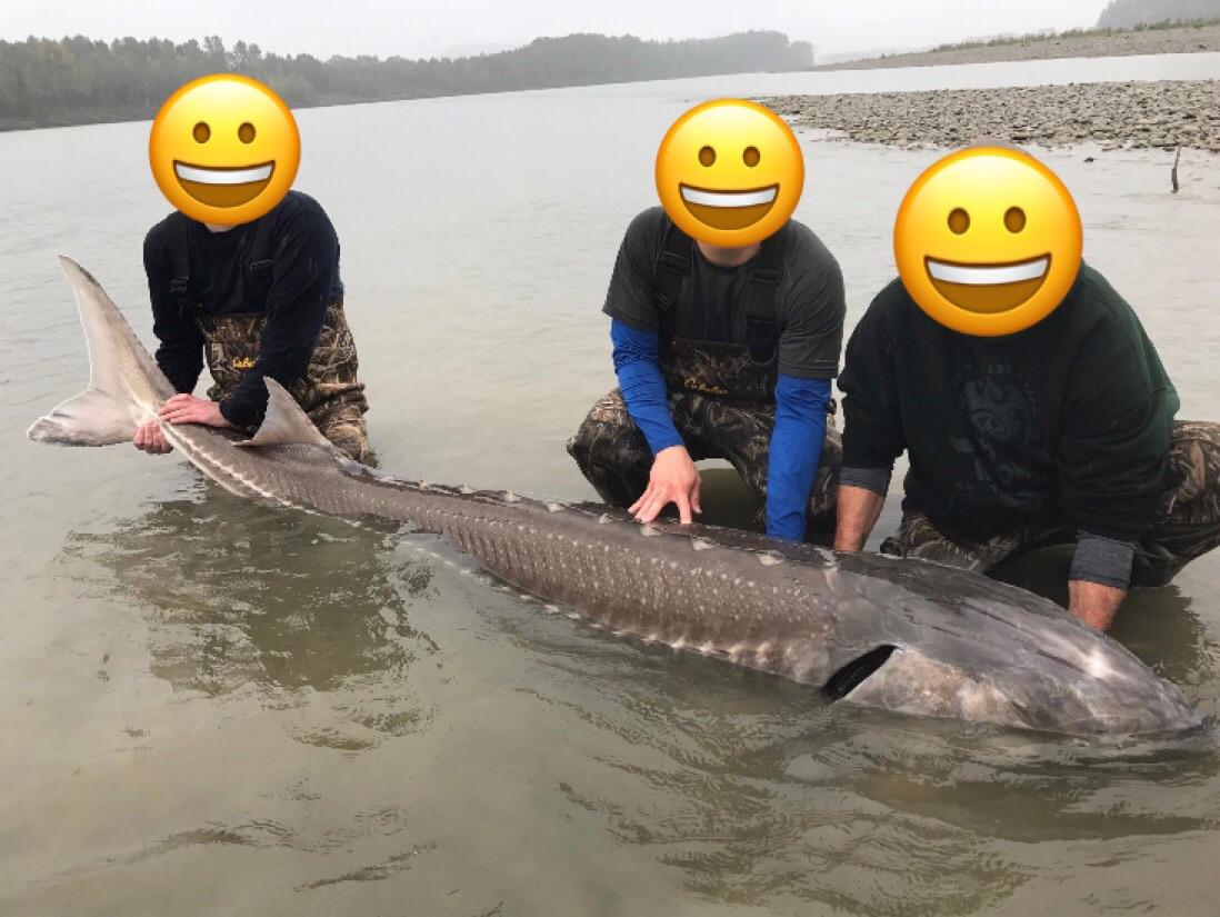 Fraser River Sturgeon r/Fishing