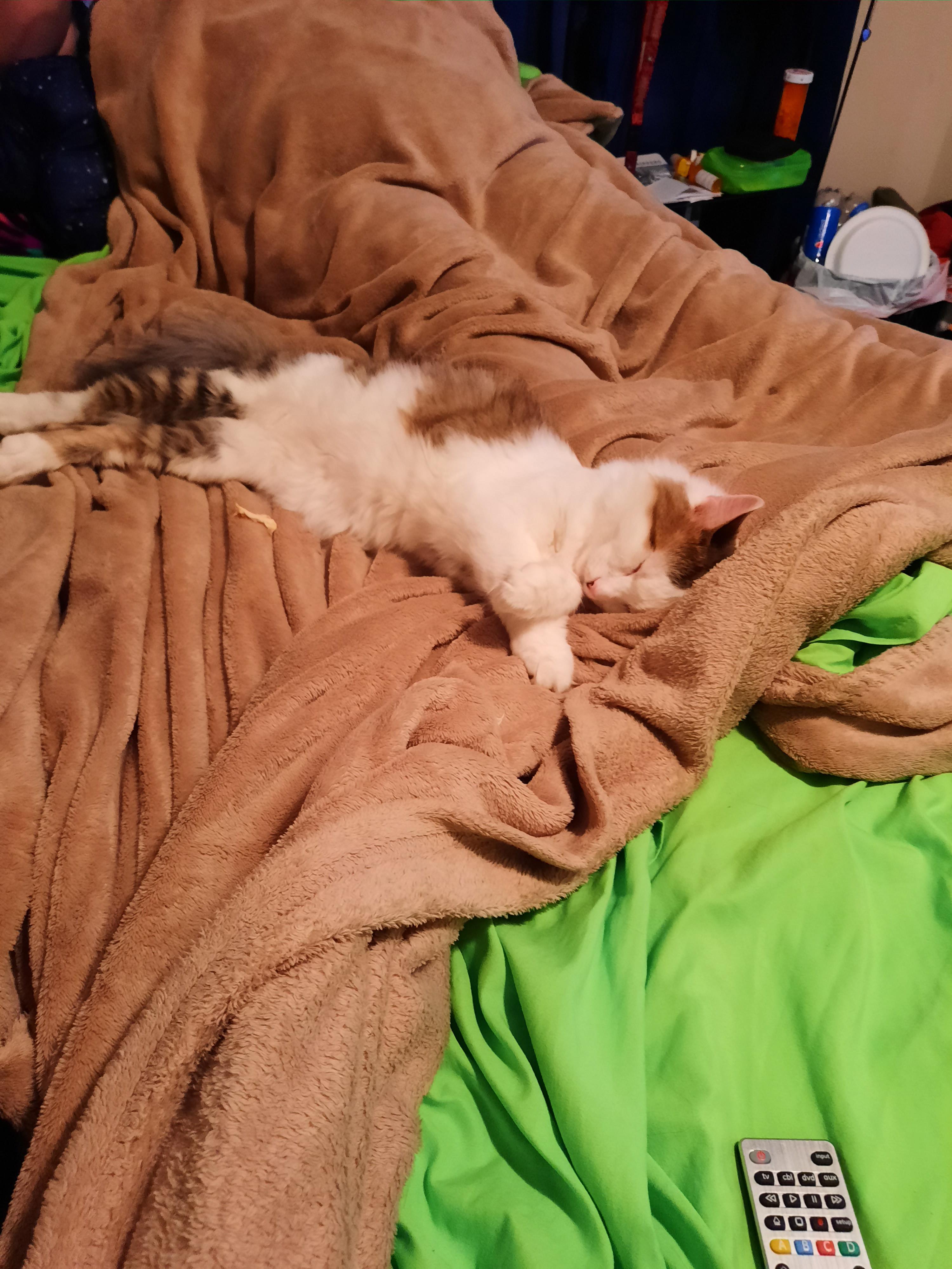 Here is a picture of my fluffy boy Quill r/The8BitRyanReddit