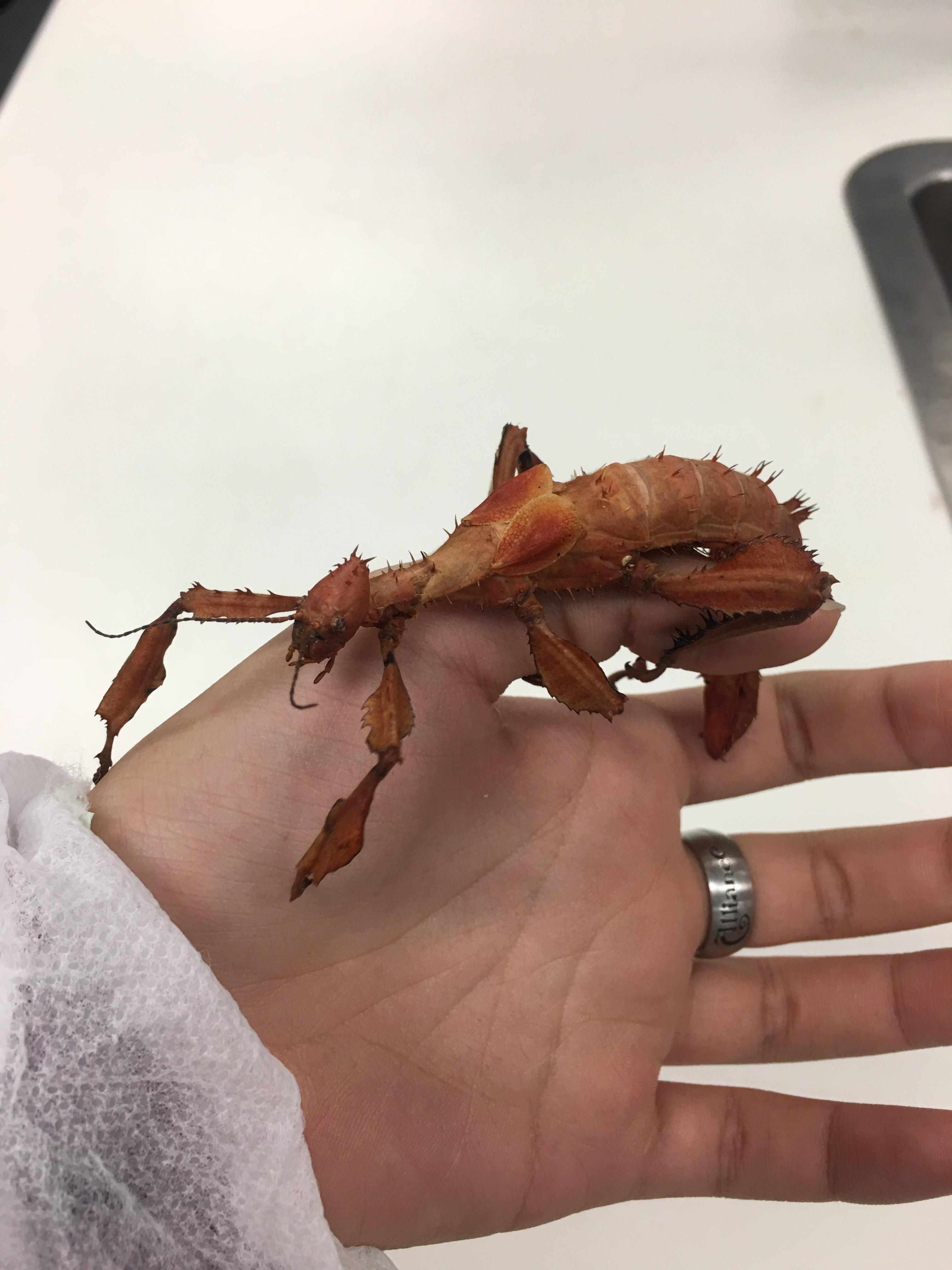 Buy Beneficial Insects Australia at Melanie Talley blog